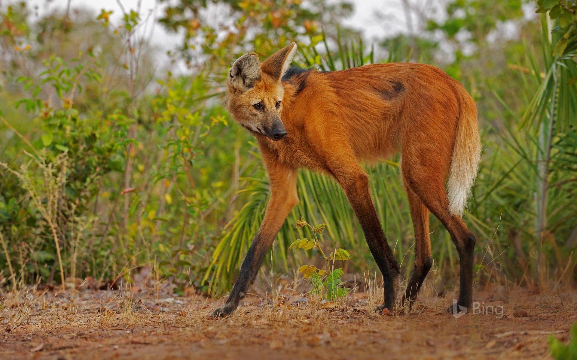 1920x1200 Maned wolf in Piaui State, Brazil Wallpaper