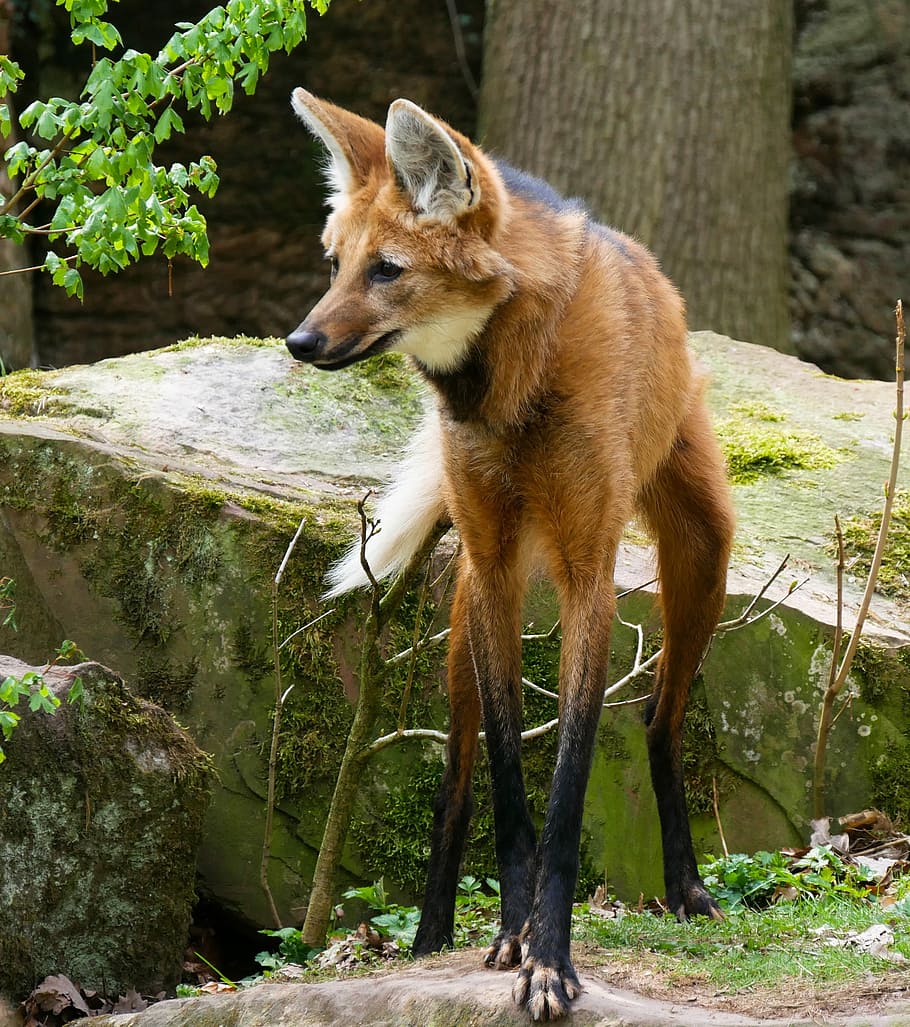 910x1027 Maned wolf 1080P, 2K, 4K, 5K HD wallpaper free download