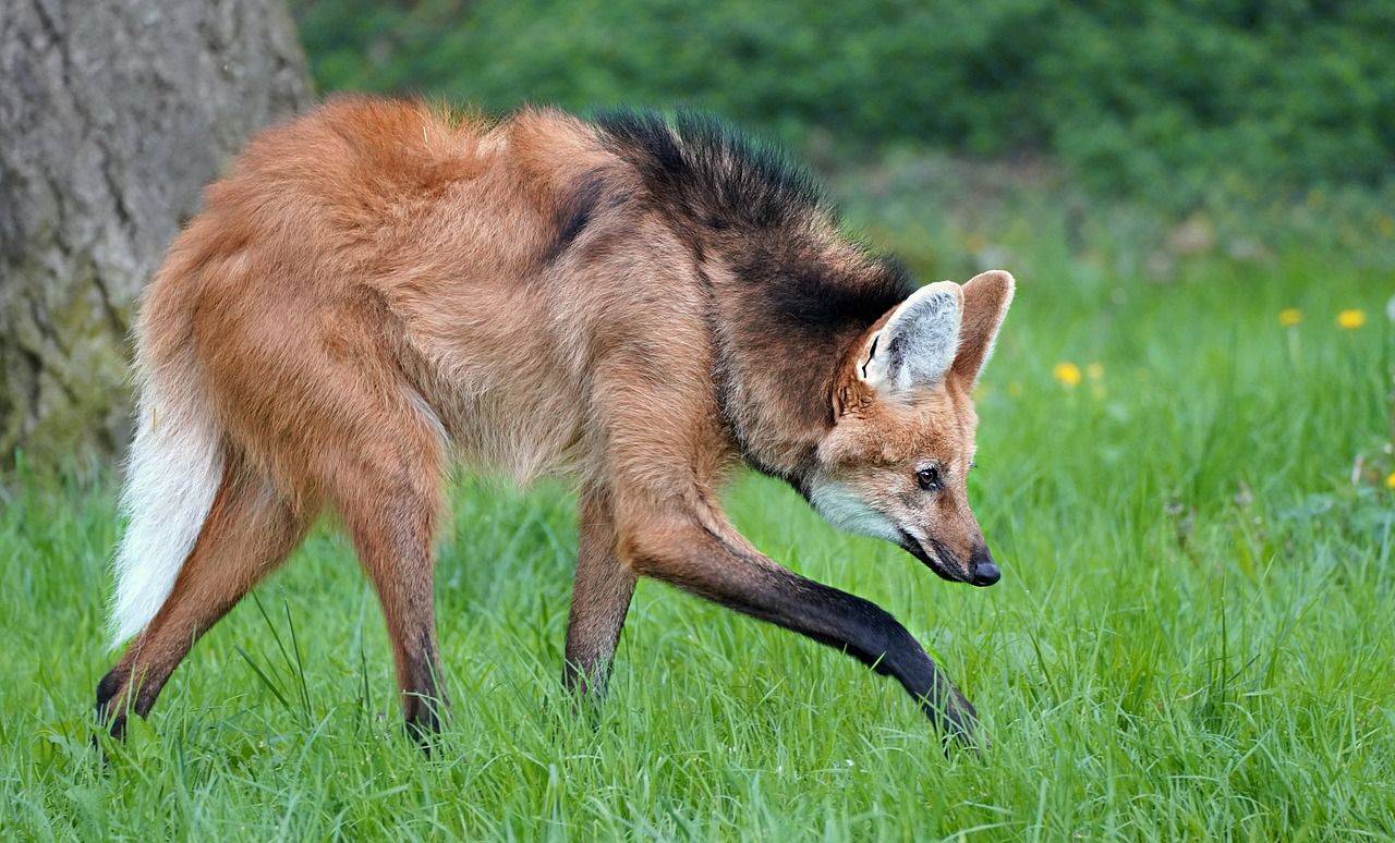 1280x774 Wolf Mane Maned