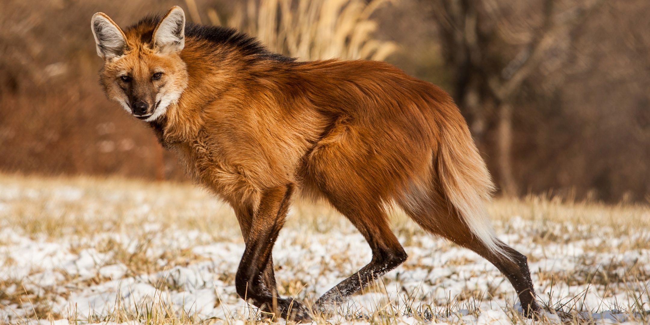 2160x1080 Wallpaper fox, animal, wildlife, .manedwolf for mobile and desktop, section животные, resolution 2160x1080