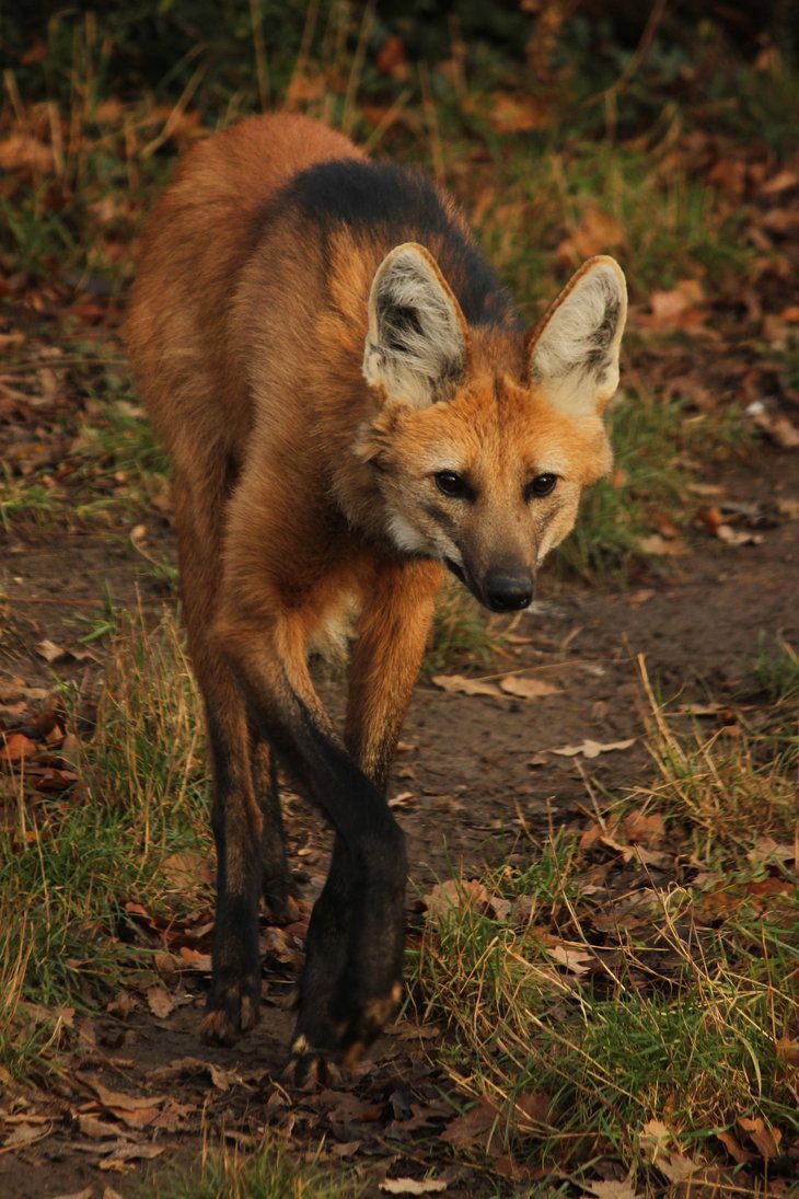 730x1095 Maned Wolf