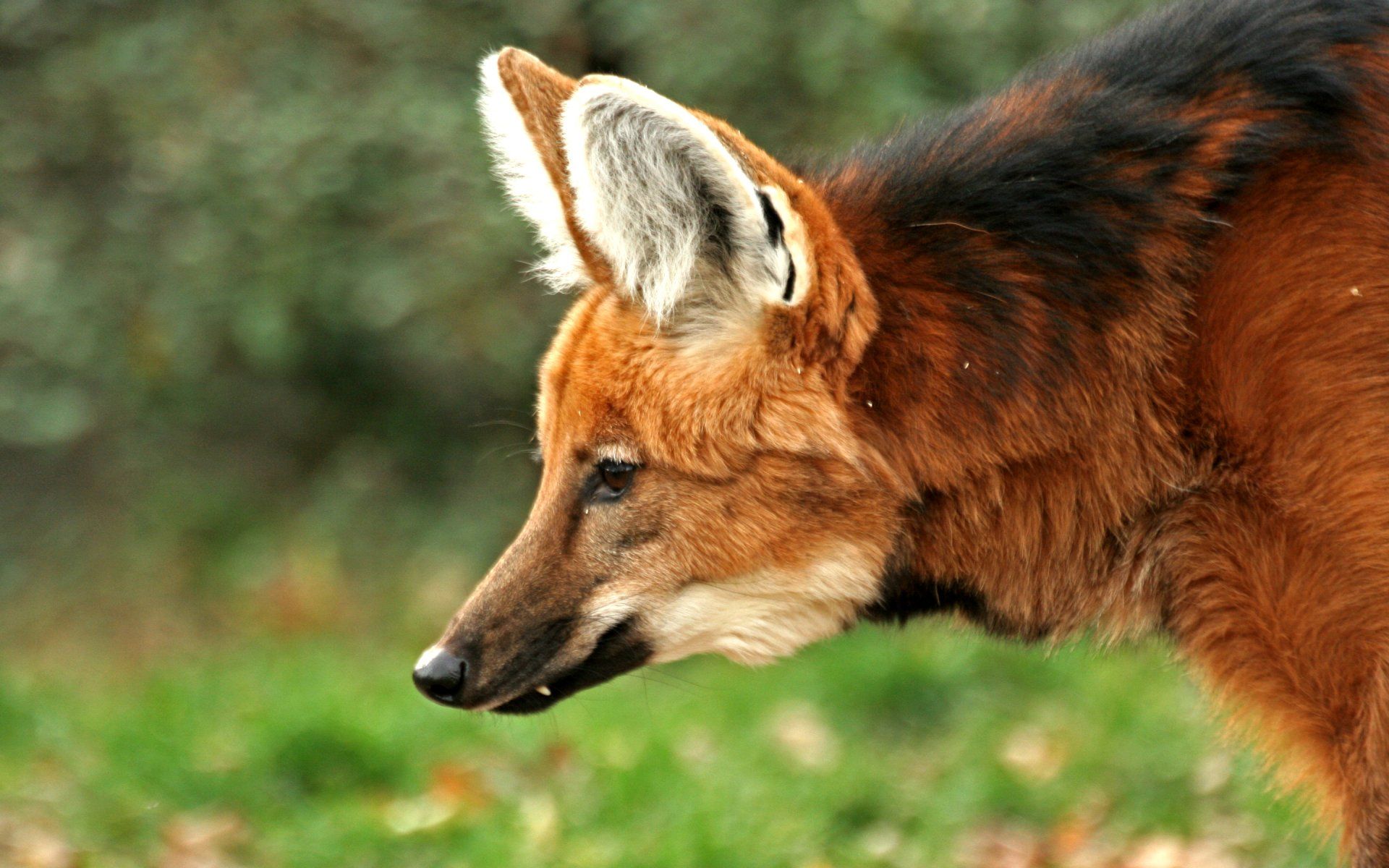 1920x1200 Maned Wolf Wallpaper and Background