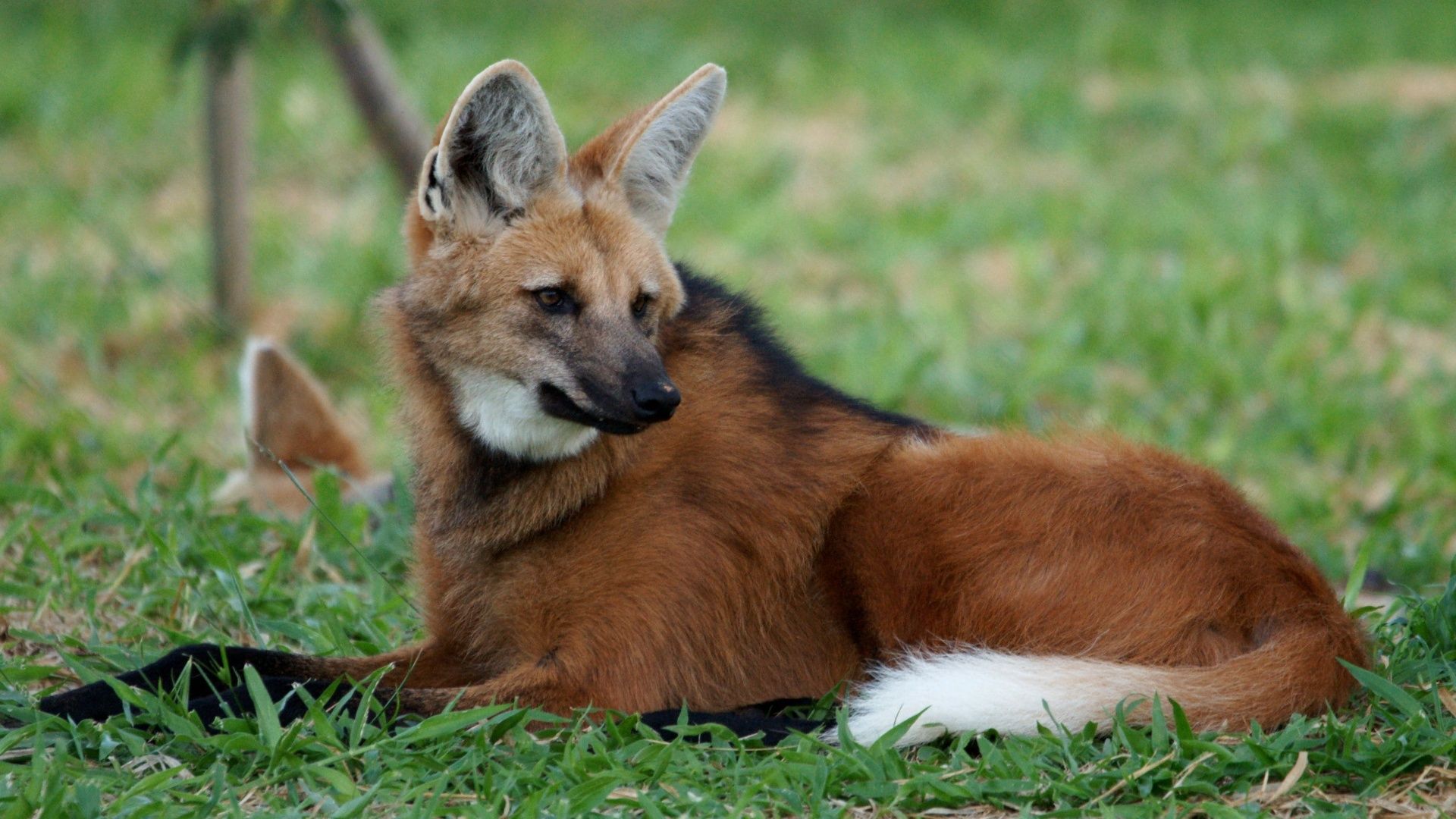 1920x1080 Wallpaper fox, animal, wildlife, Maned wolf for mobile and desktop, section животные, resolution 1920x1080