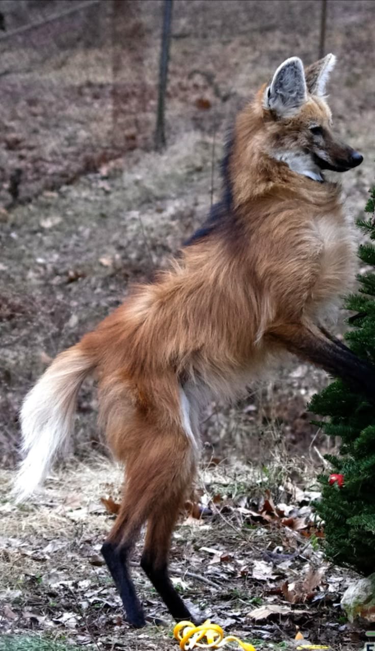 736x1277 Maned Wolf Spotlight: Picture that Inspire & Facts that Engage tattoo wallpaper aesthetic
