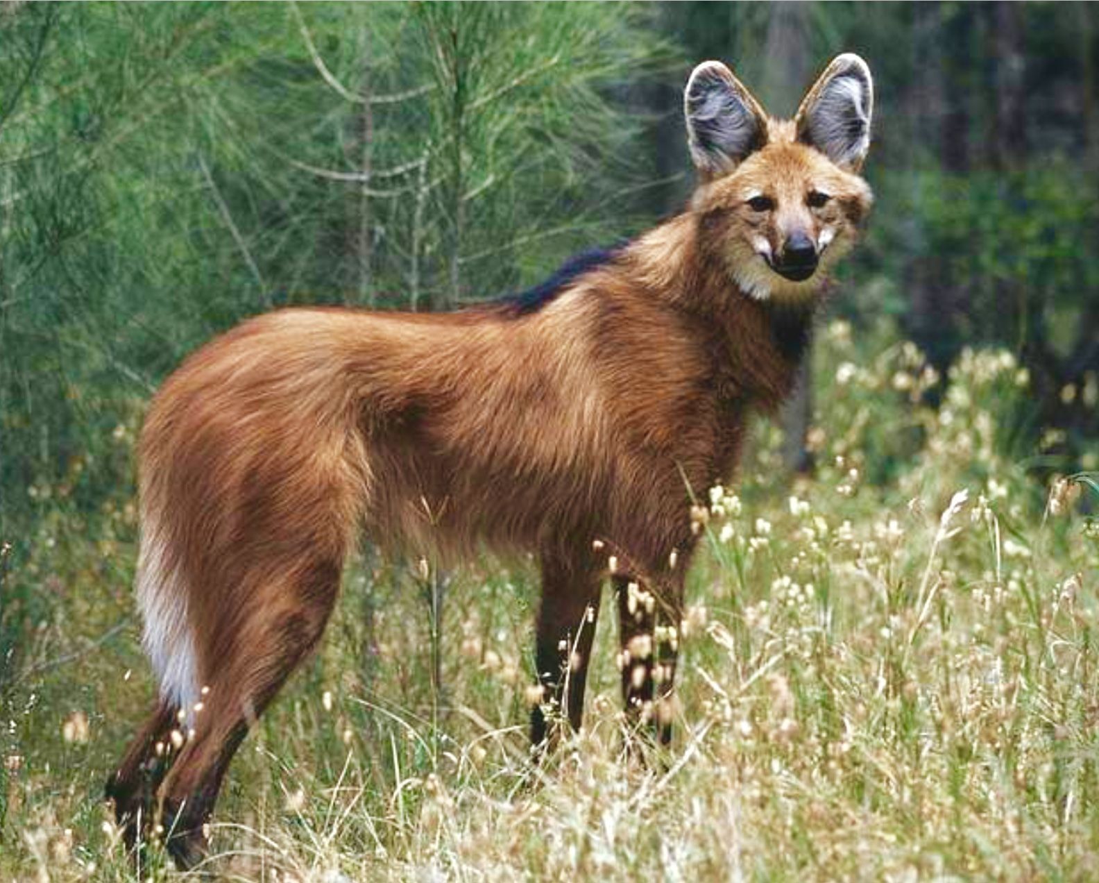 1584x1272 Maned Wolf HD Wallpaper 74912