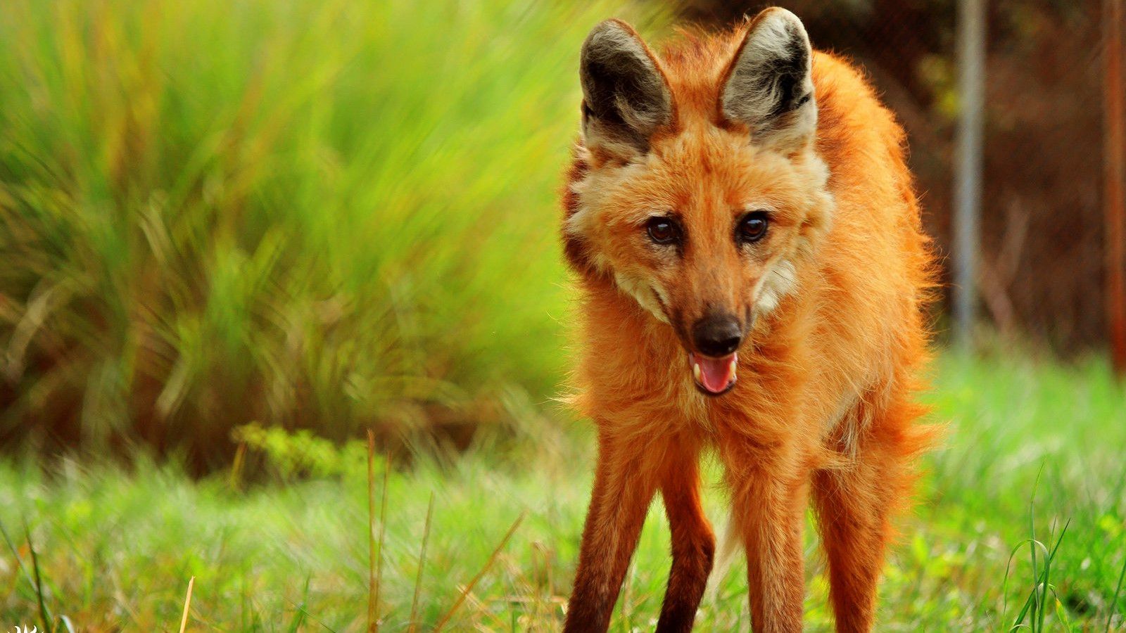 1600x900 Maned Wolf Wallpaper HD 74916