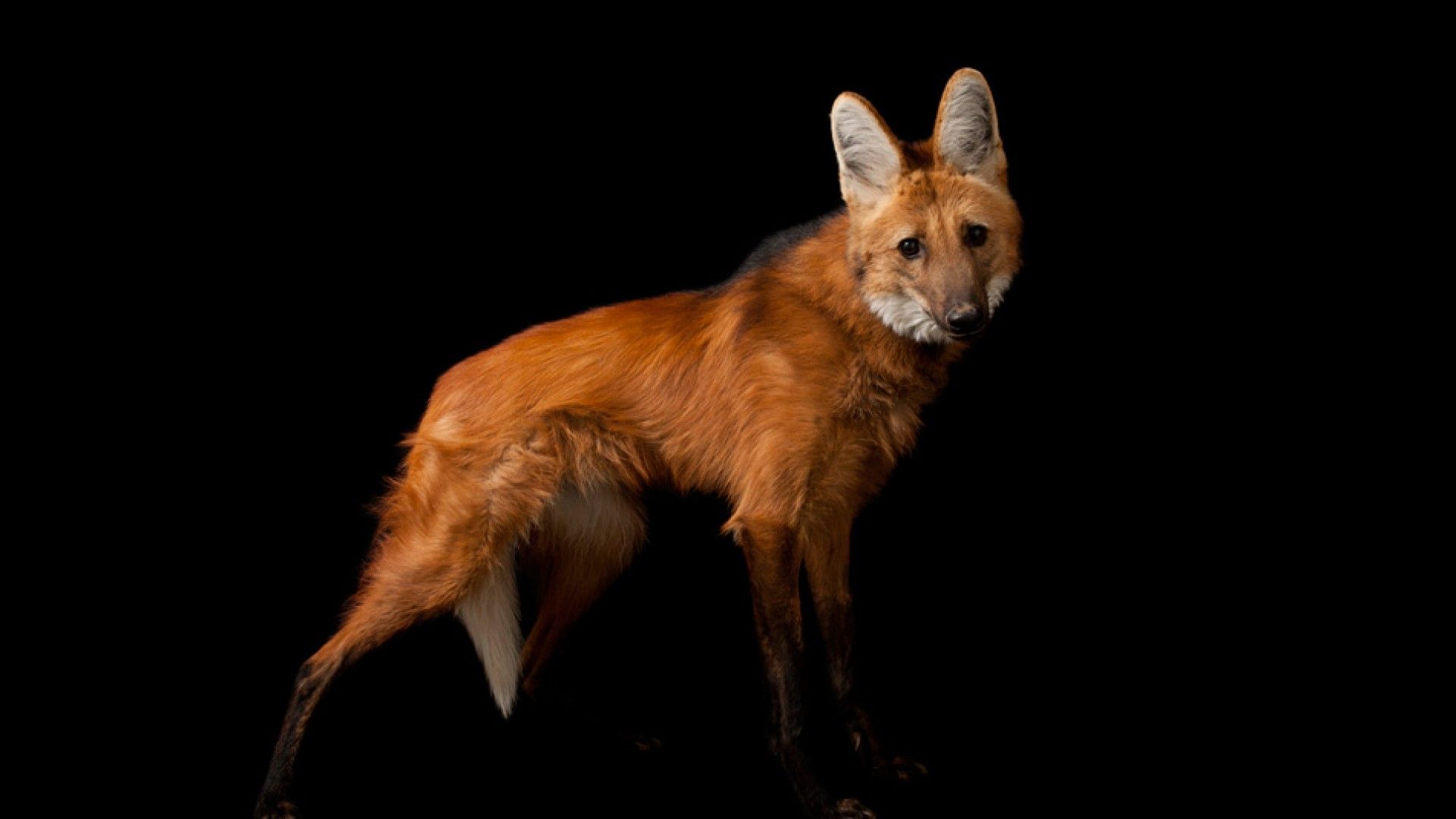 1920x1080 Crimson Maned Wolf