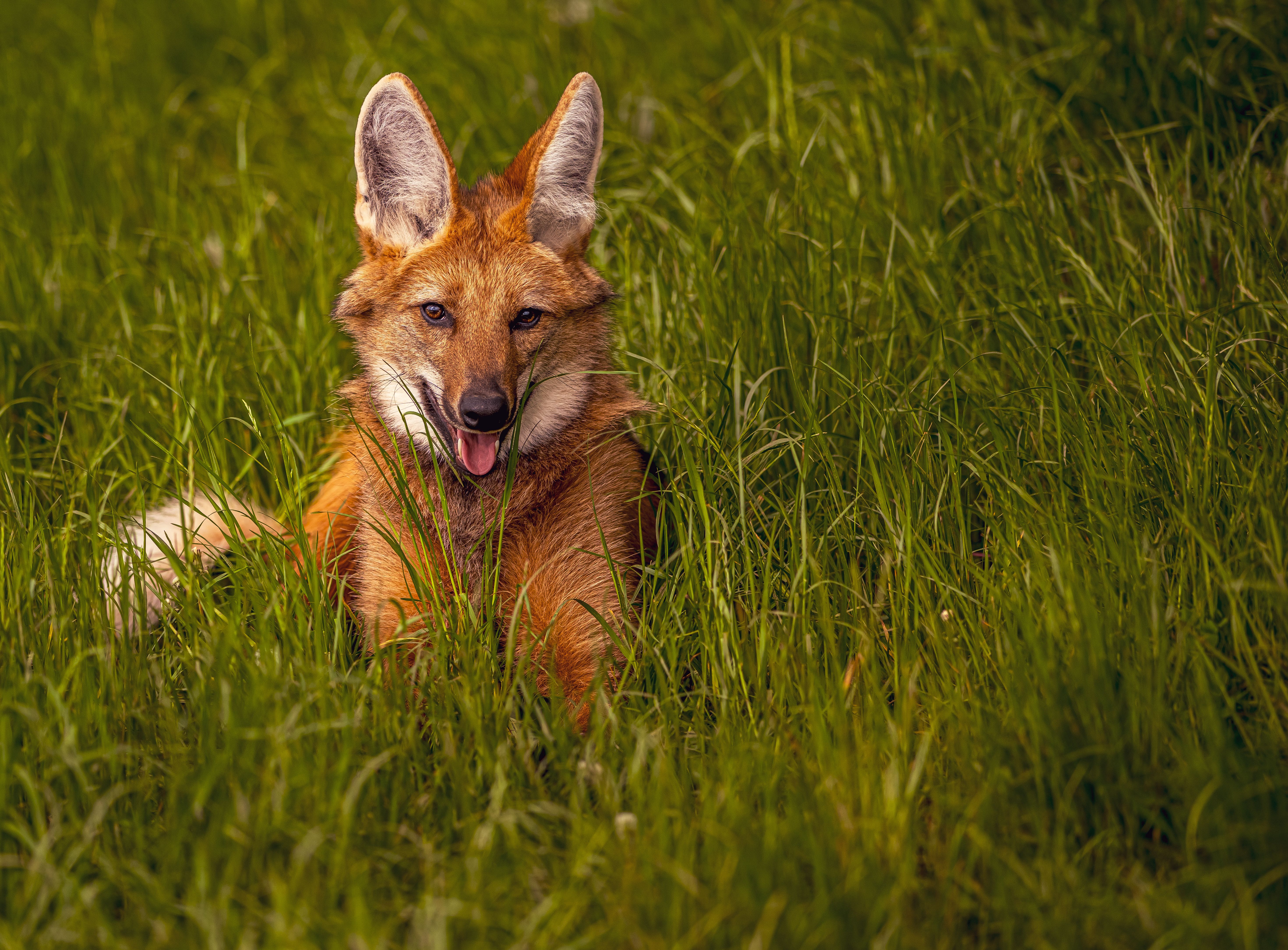 5882x4339 Maned Wolves at Yorkshire Wildlife Park