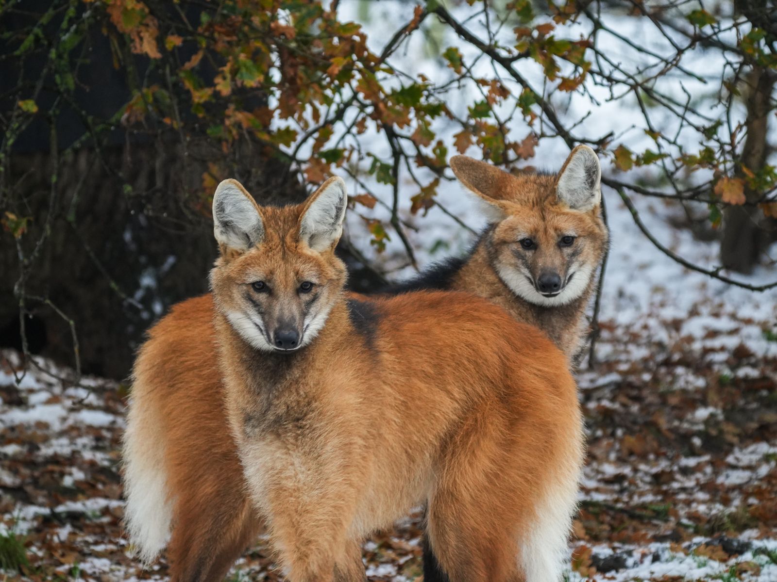 1600x1200 Maned Wolves at Yorkshire Wildlife Park
