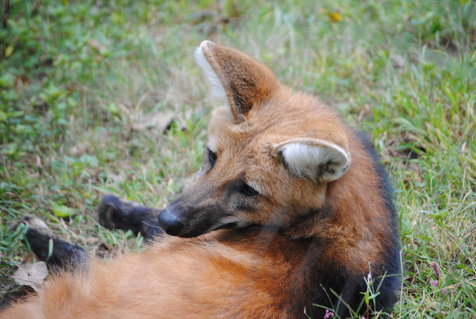 1600x1071 Maned Wolf at Beardsley