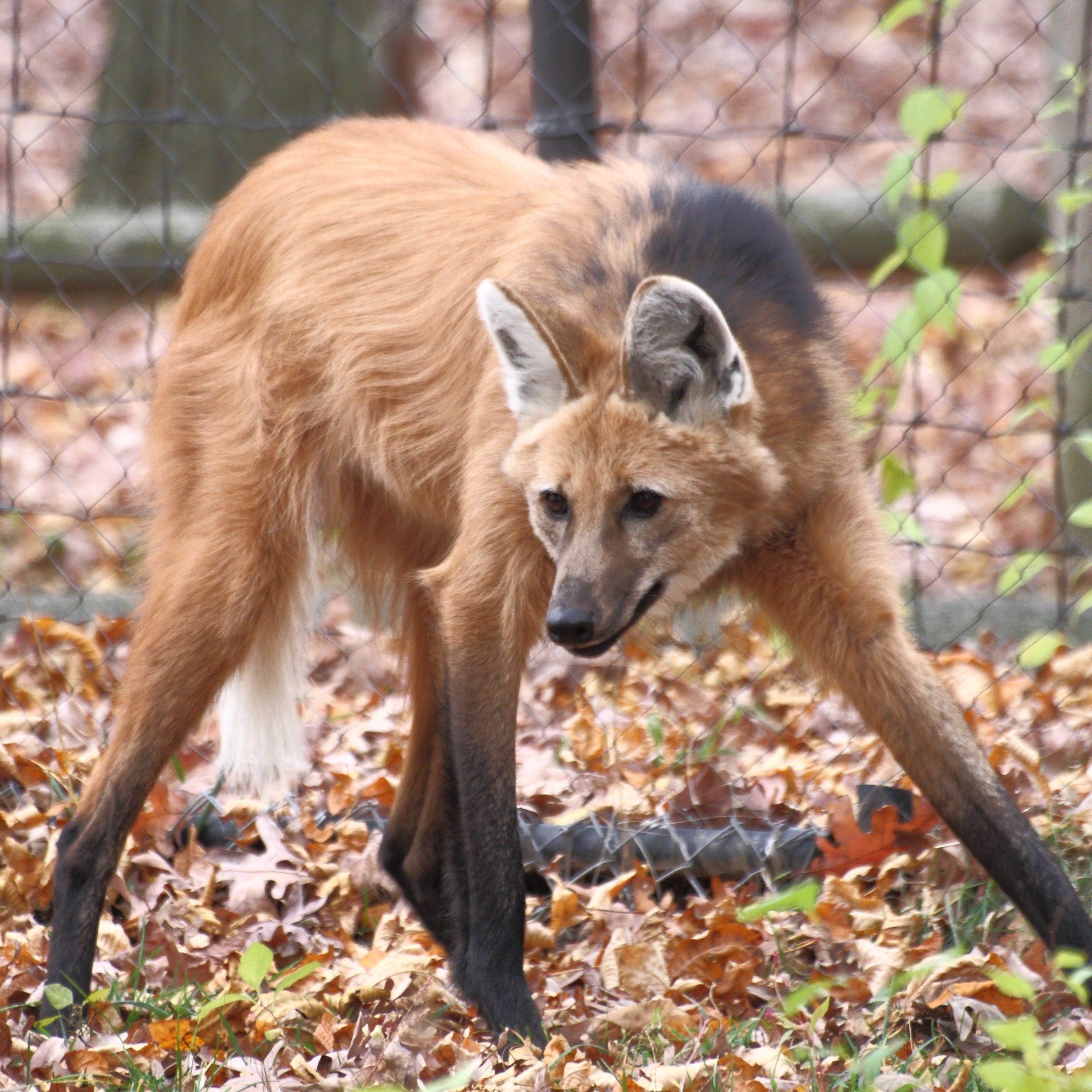 2592x2592 The Verge Review of Animals: the maned wolf