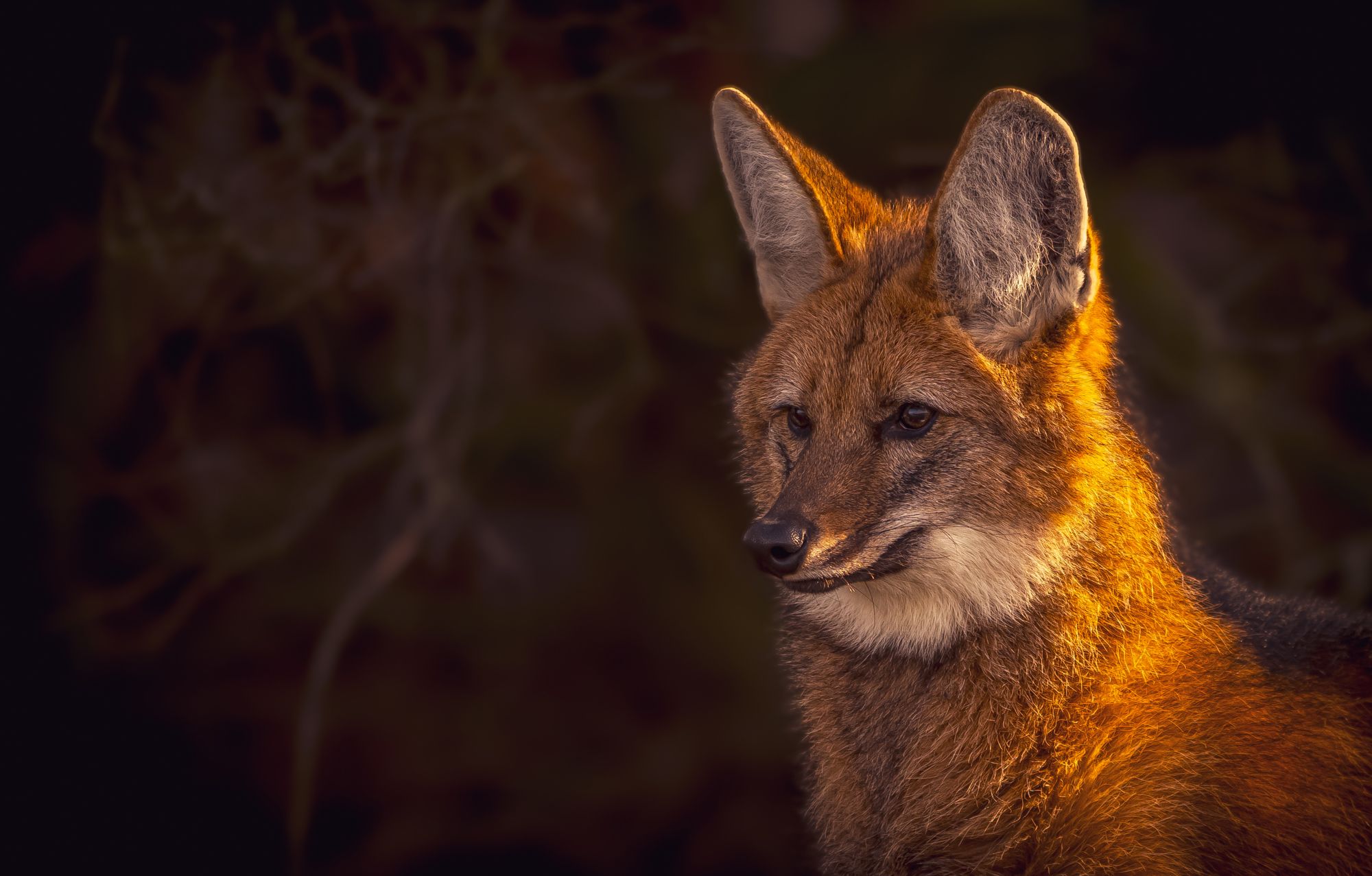2000x1277 Maned Wolves at Yorkshire Wildlife Park