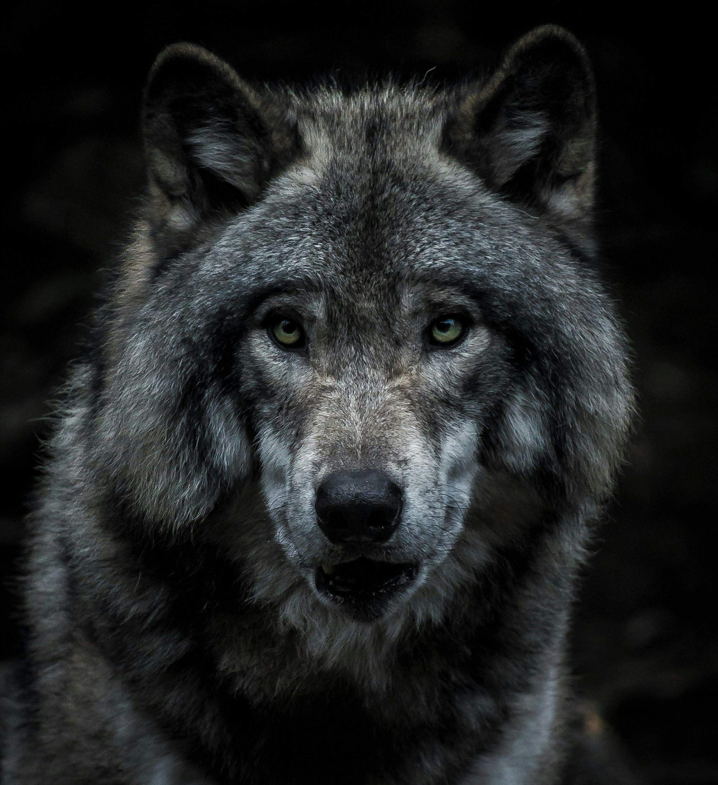 3000x3277 Wolf Picture [HD]. Download Free Image