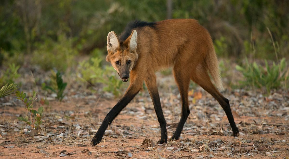 1200x659 The Maned Wolf: All You Need To Know About The Long Legged Star Of BBC's Planet Earth III. BBC Science Focus Magazine
