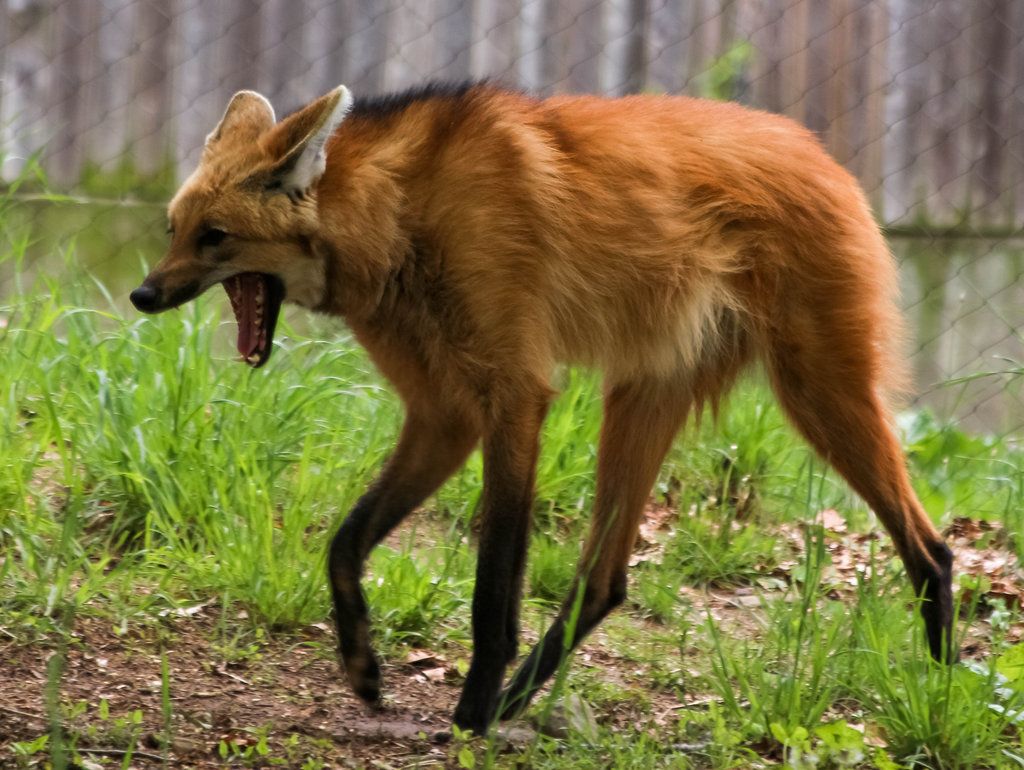 1024x770 Gallery Wolf Conservation