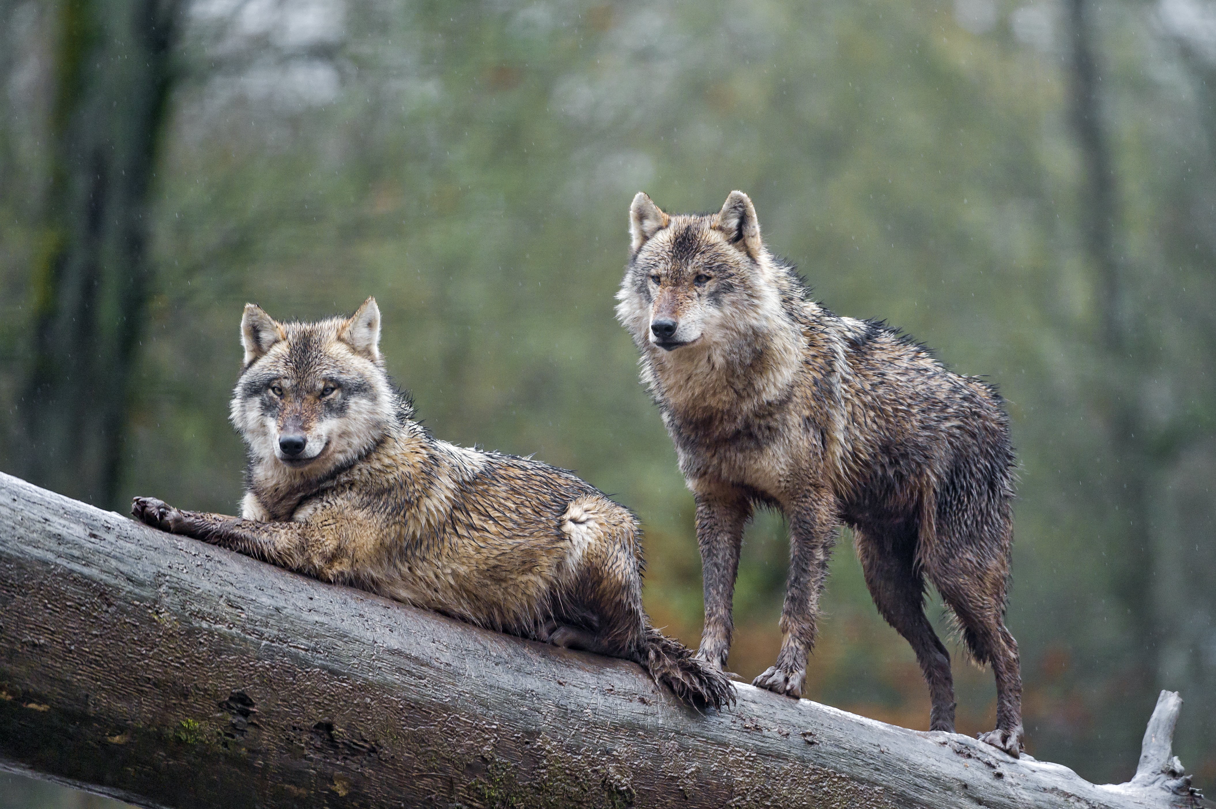 4219x2808 Two gray mane wolves on tree branch HD wallpaper