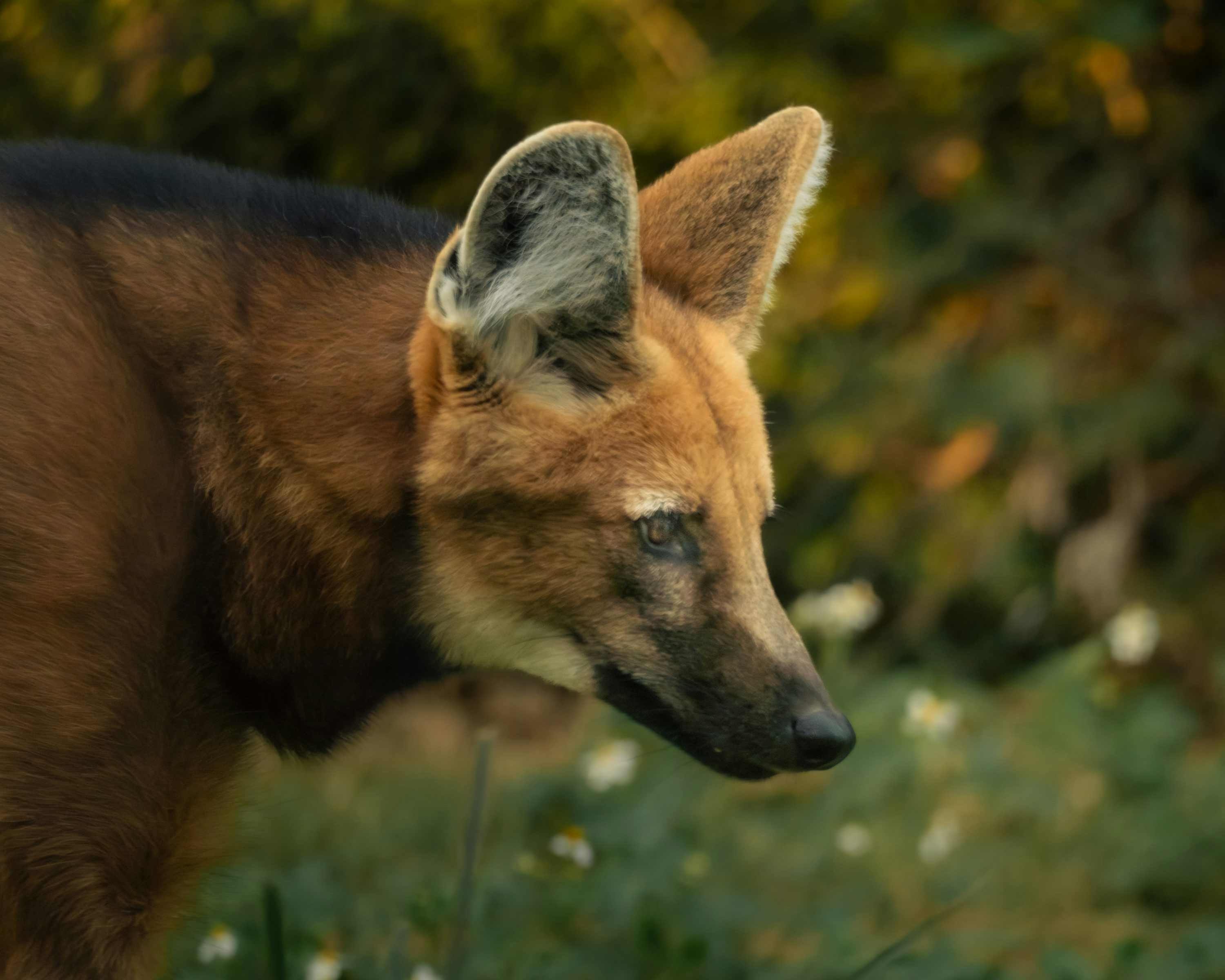 3000x2400 A maned wolf walks through a grassy field. photo