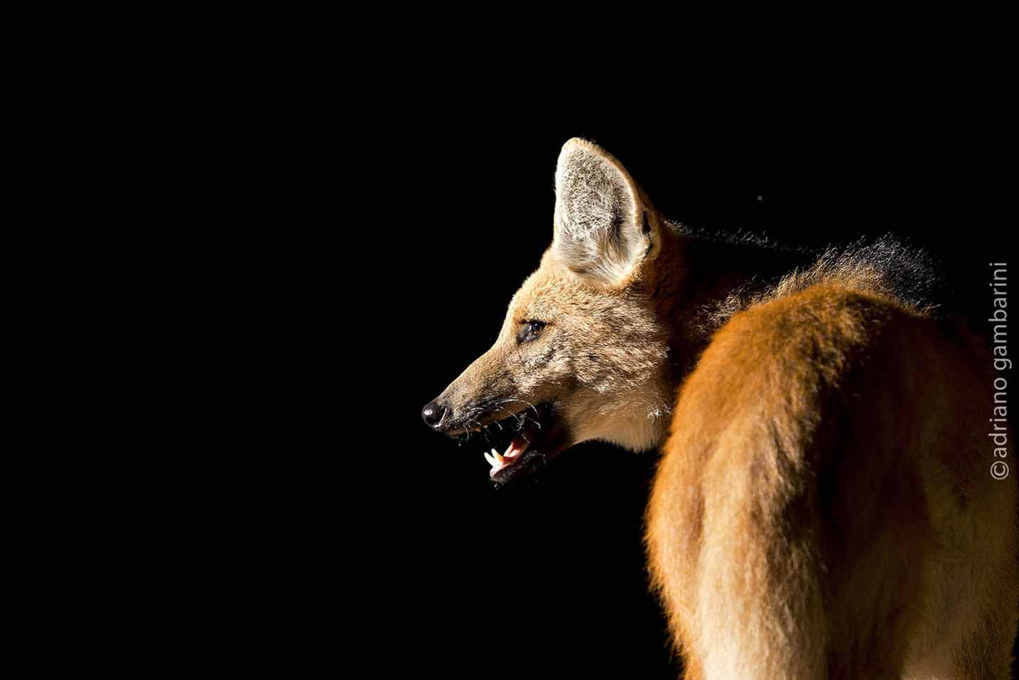 1450x967 Maned Wolfó-Carnívoros