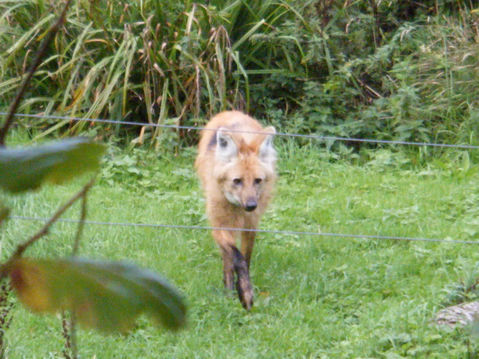 1600x1200 Maned Wolf
