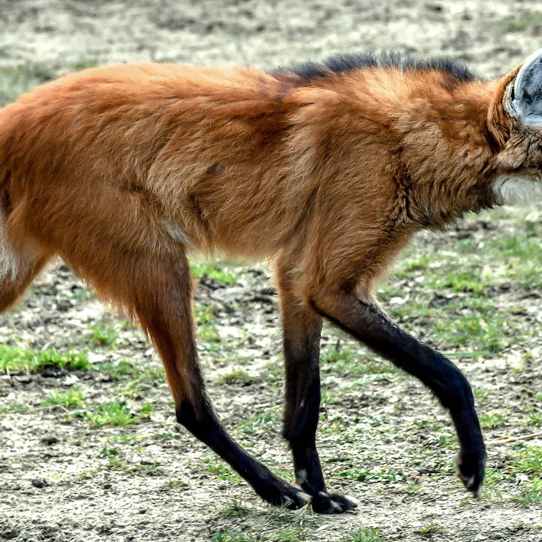1080x1080 Maned wolf: A strikingly beautiful South American canid