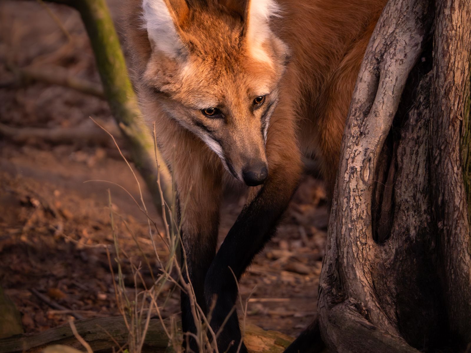 1600x1200 Maned Wolf Snap Wins Award. News. Yorkshire Wildlife Park