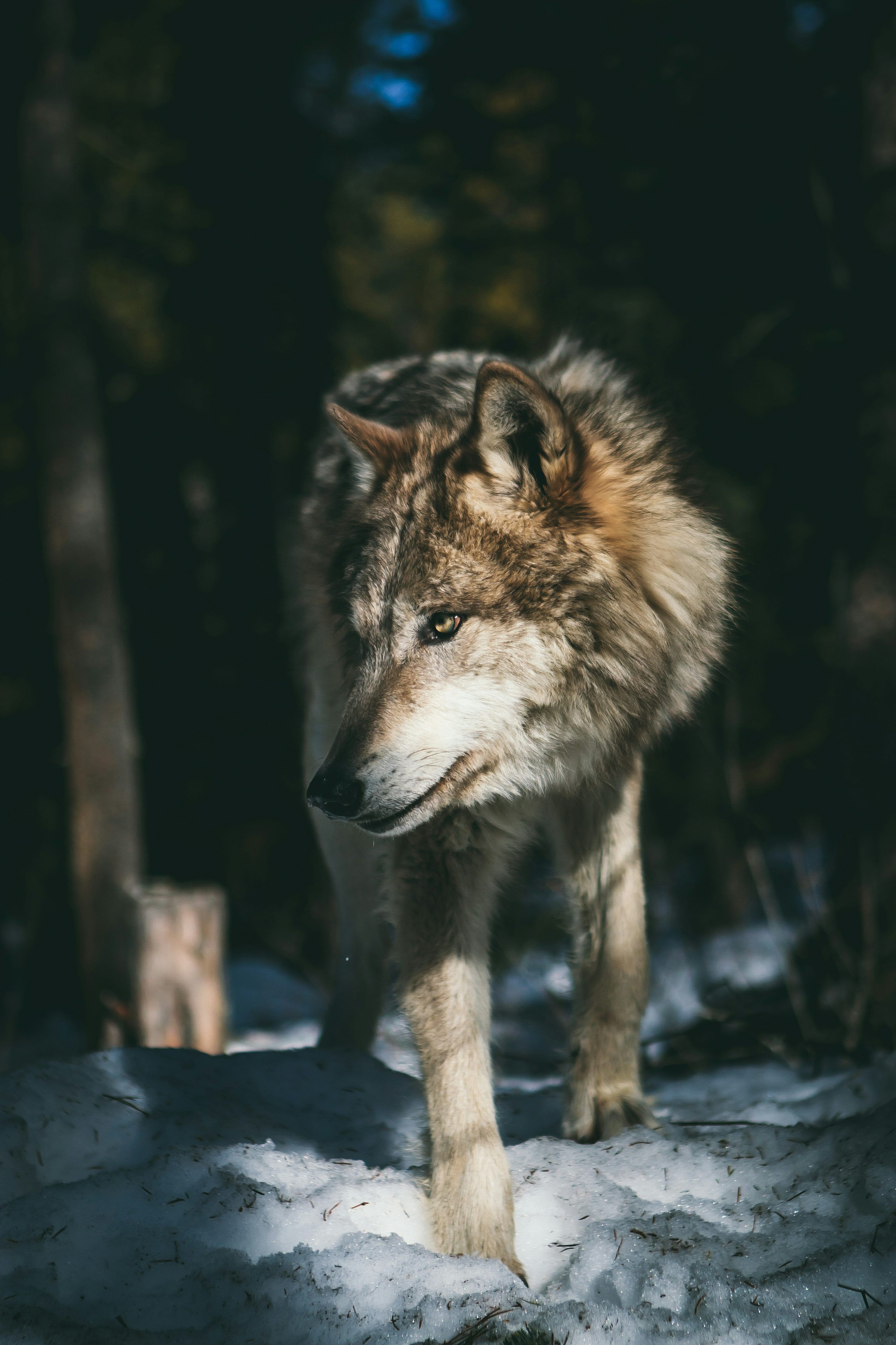 3000x4500 Wolf Picture [HD]. Download Free Image