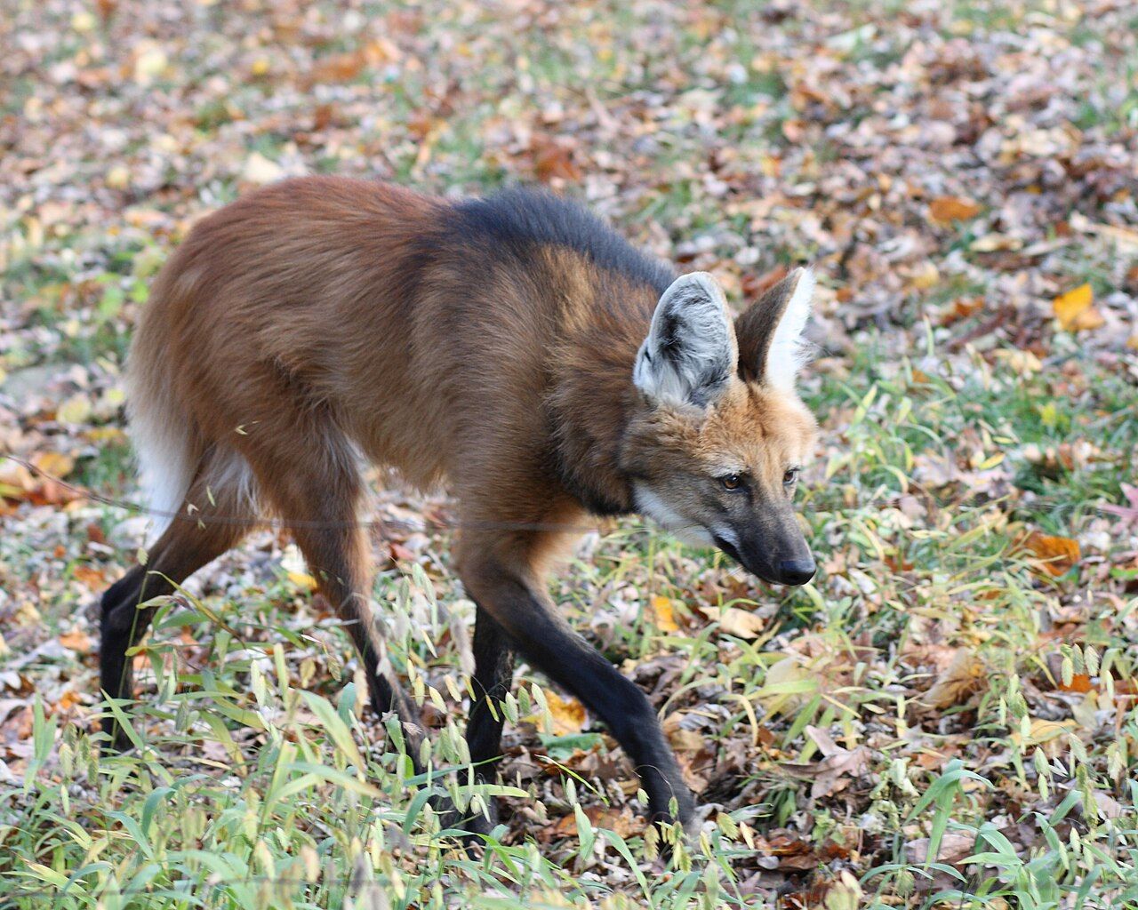 1280x1024 Maned Wolf Beardsley Zoo, 2009 11