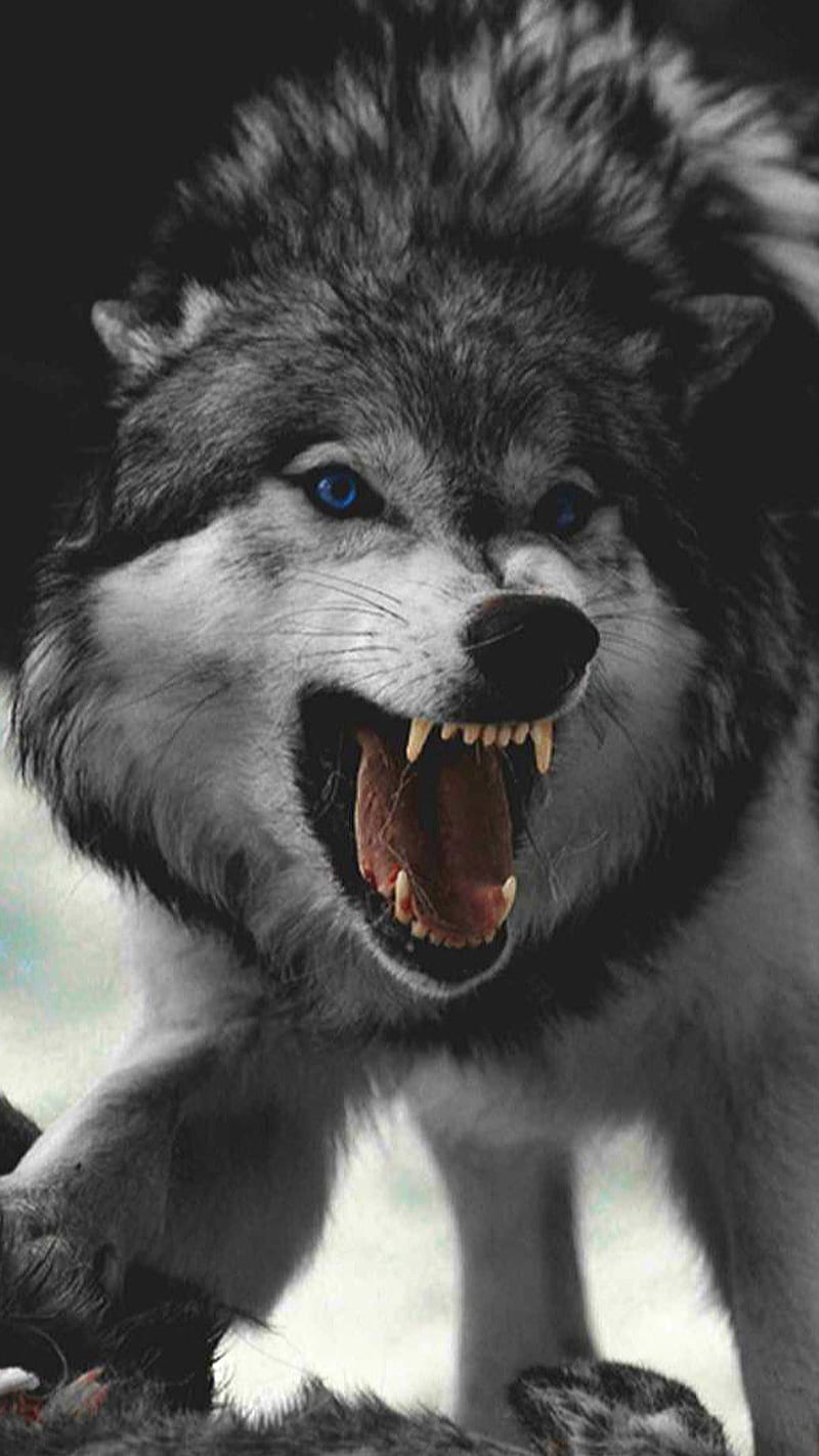 800x1422 HD animal wolf angry wallpaper