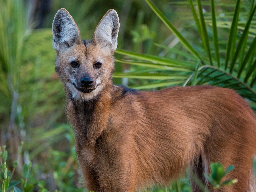 1024x768 Look at those ears!. Female Maned Wolf, the world's tallest