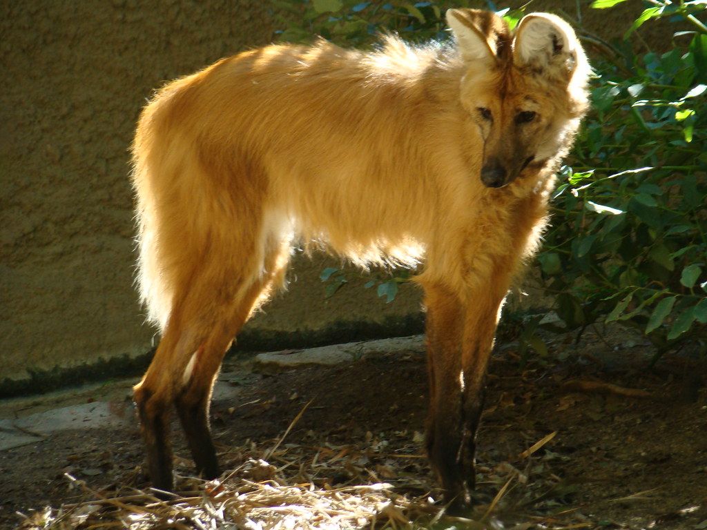 1024x768 Maned Wolf at the Los Angeles Zoo