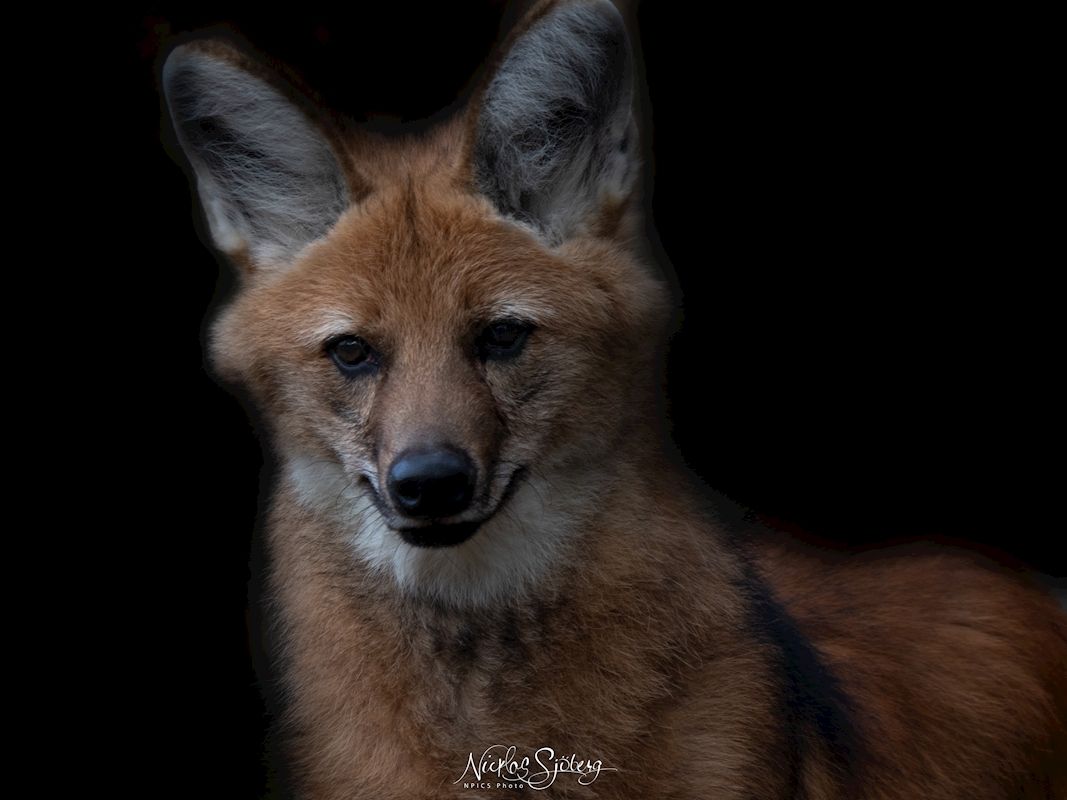 1067x800 Chrysocyon brachyurus posters & prints by Nicklas Sjöberg