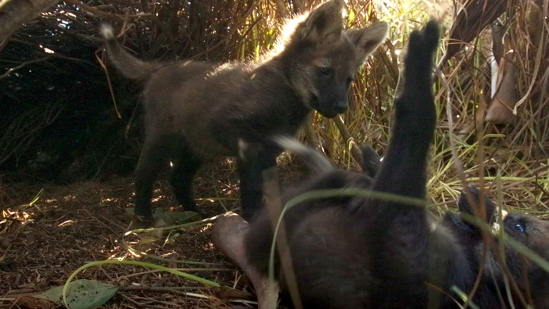 1920x1080 Rare Access: Filming Inside a Maned Wolf's Den
