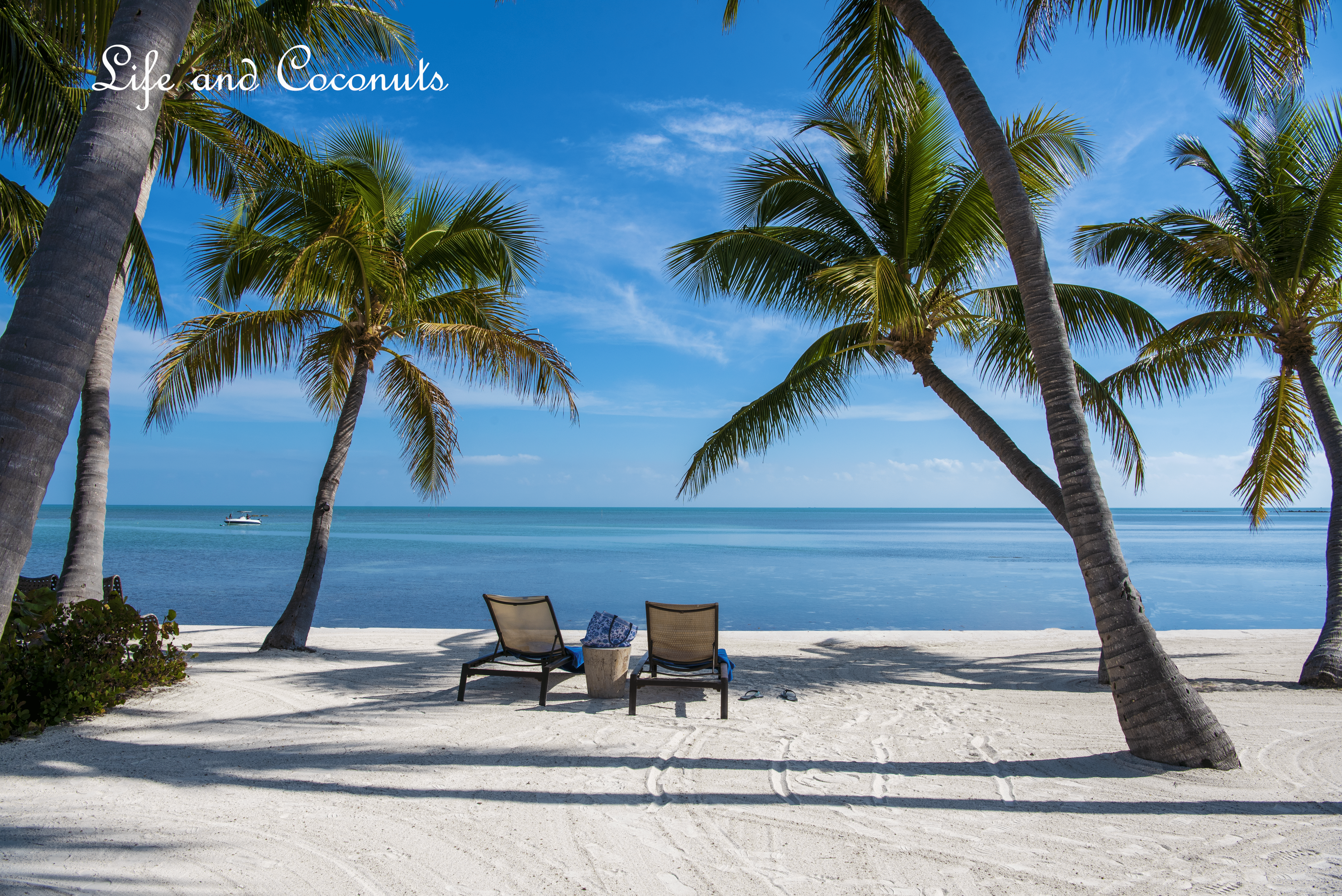 6016x4016 Life and Coconuts: Discovering Paradise: A Complete Islamorada Travel Guide for Your Next Vacation