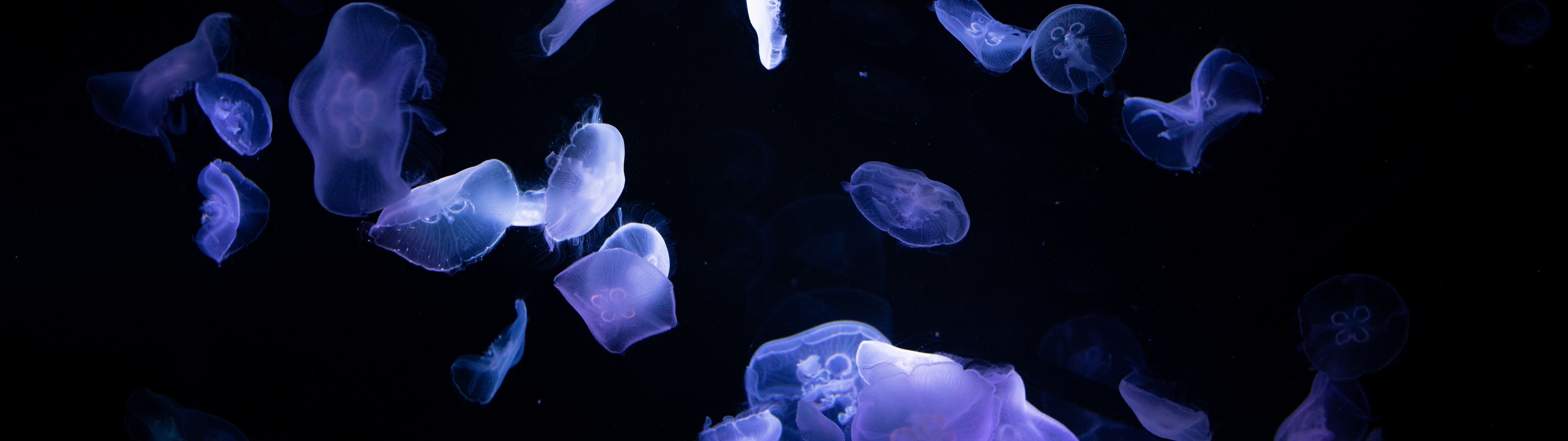 3840x1080 Jellyfishes Wallpaper 4K, 8K, Underwater, Deep ocean, Dark