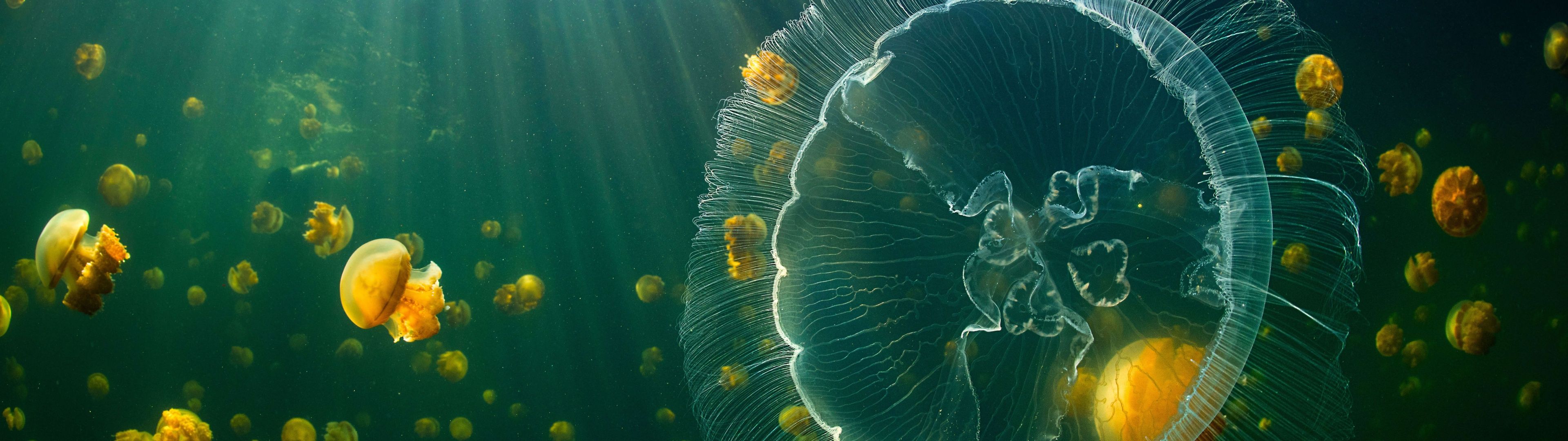 3840x1080 Jellyfish Wallpaper 4K, Raja Ampat Islands, Underwater