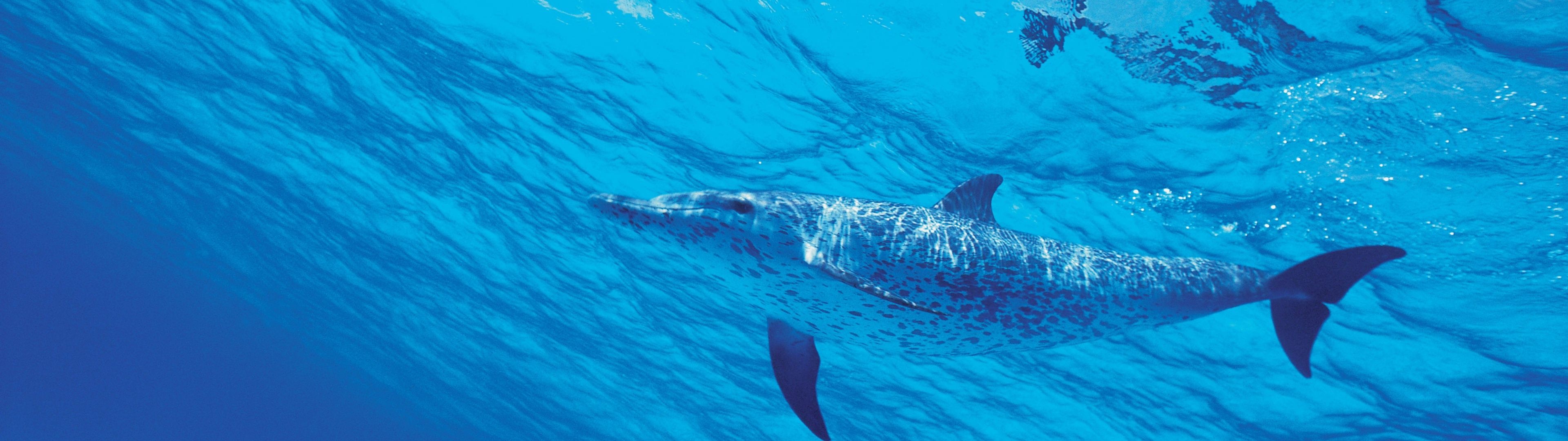 3840x1080 Dolphins Wallpaper 4K, Underwater, Under