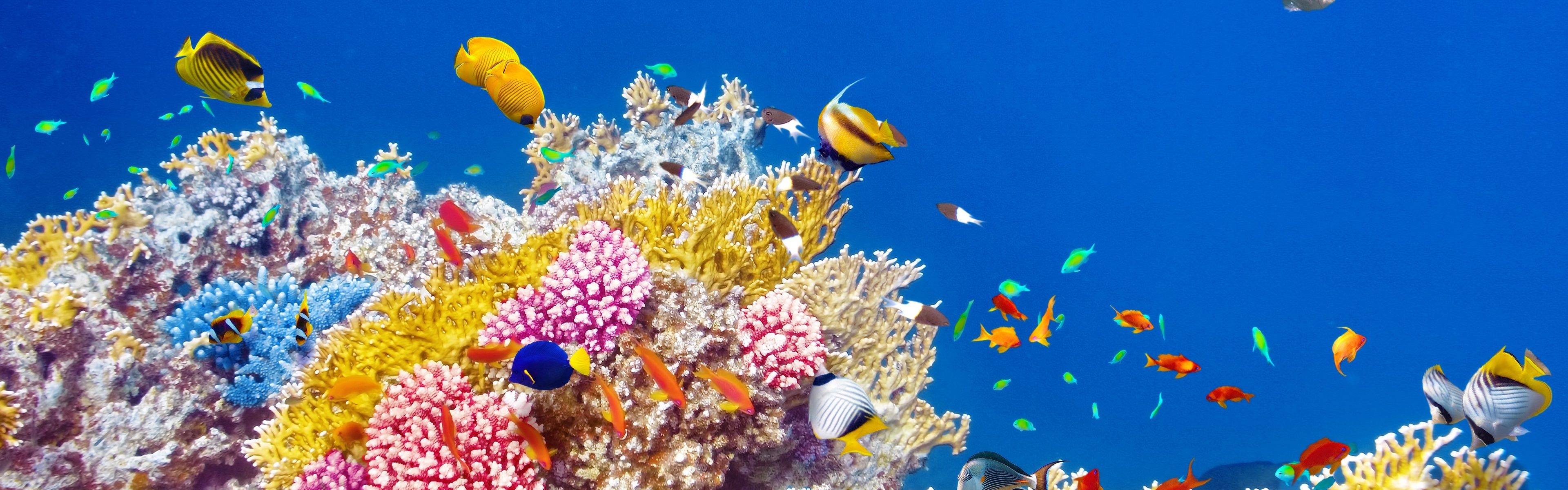 3840x1200 Wallpaper Underwater world, coral, tropical fishes, colorful 3840x2160 UHD 4K Picture, Image