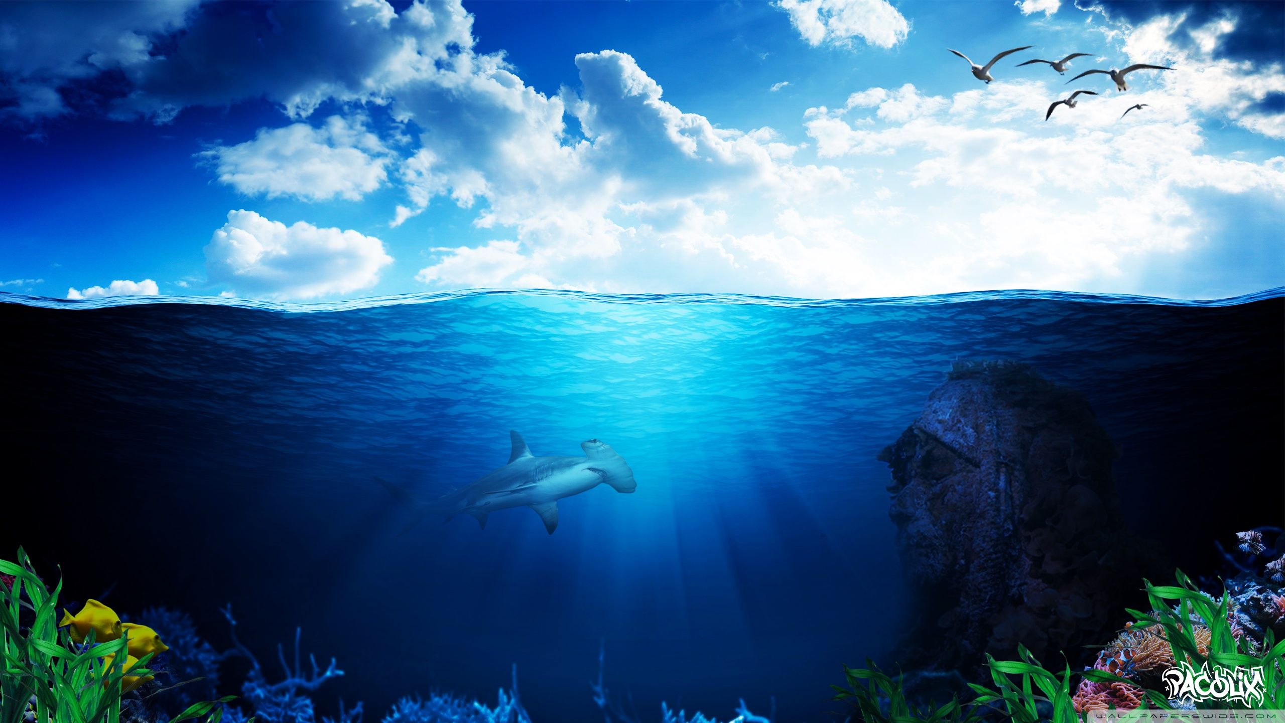 2560x1440 Underwater World Pacolix 4K UHD Wallpaper for UltraHD Desktop and TV : Widescreen and UltraWide Display : Dual Monitor : Smartphone and Tablet Devices