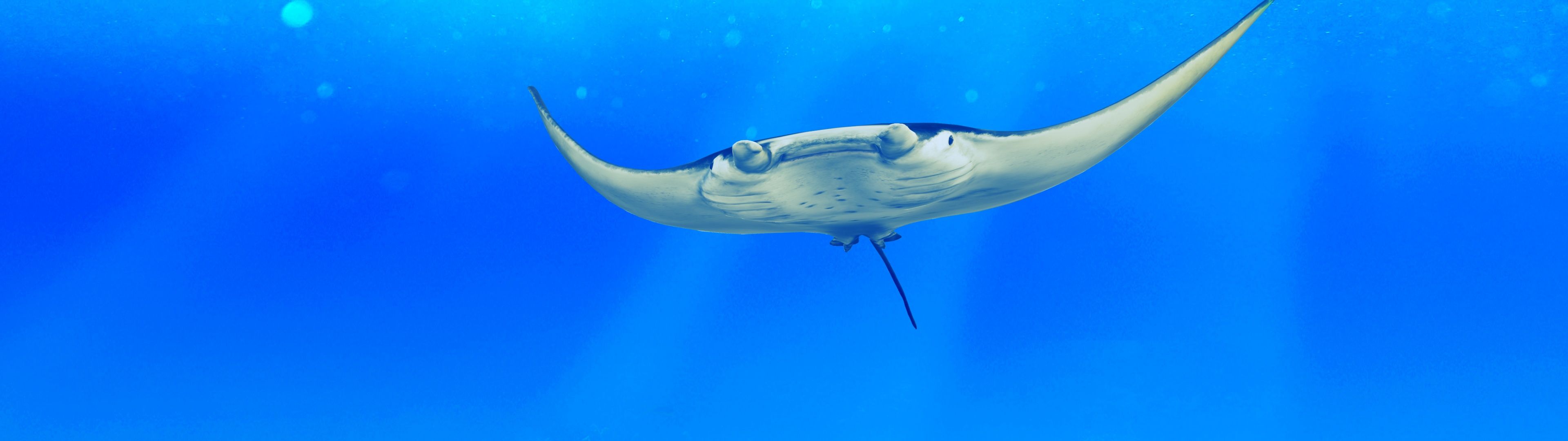 3840x1080 Manta ray Wallpaper 4K, Underwater, Ocean life, Fishes