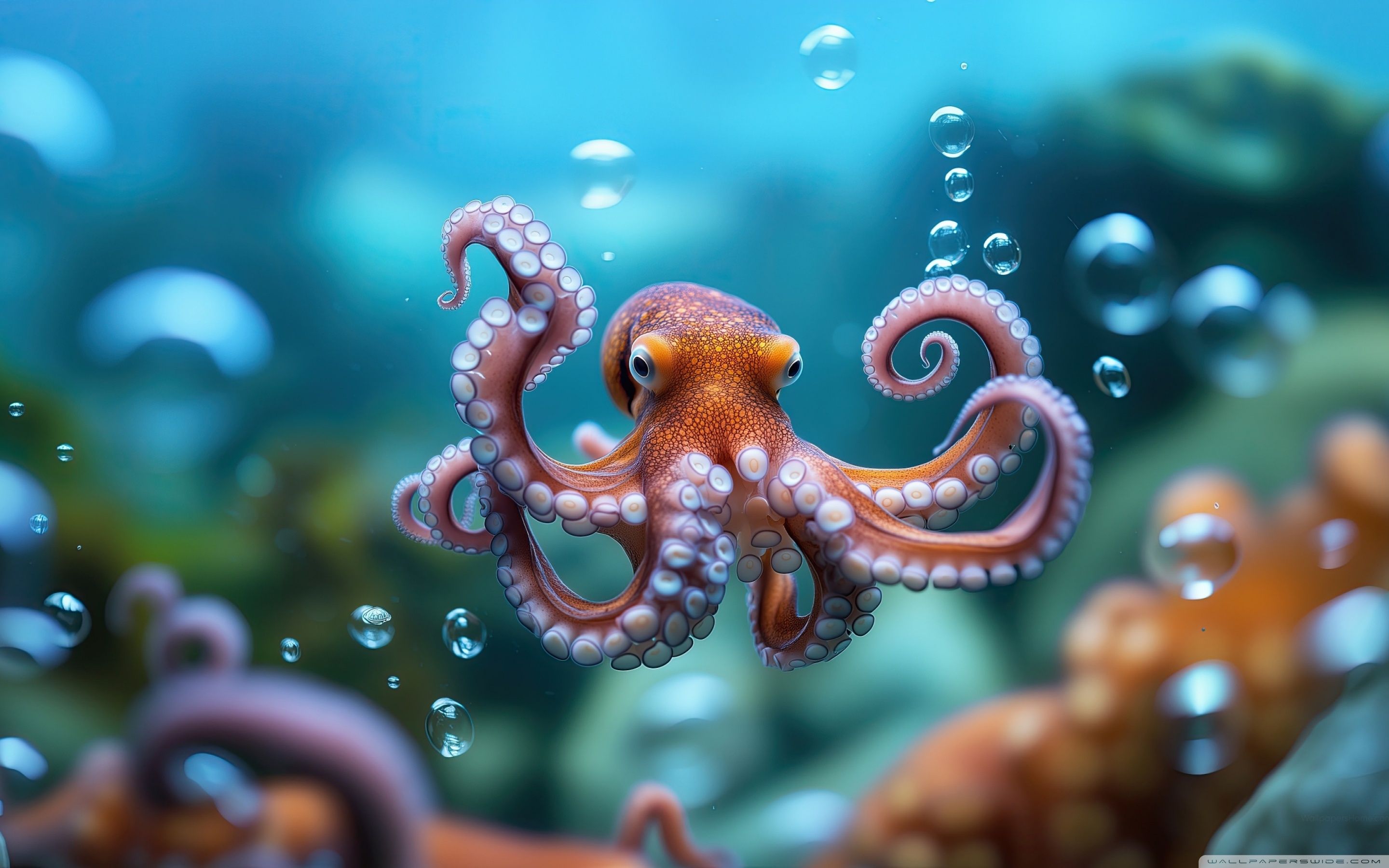 2880x1800 Octopus, Underwater, Ocean, Seafloor, Intelligent Being 4K UHD Wallpaper for UltraHD Desktop and TV : Widescreen and UltraWide Display : Dual Monitor : Smartphone and Tablet Devices