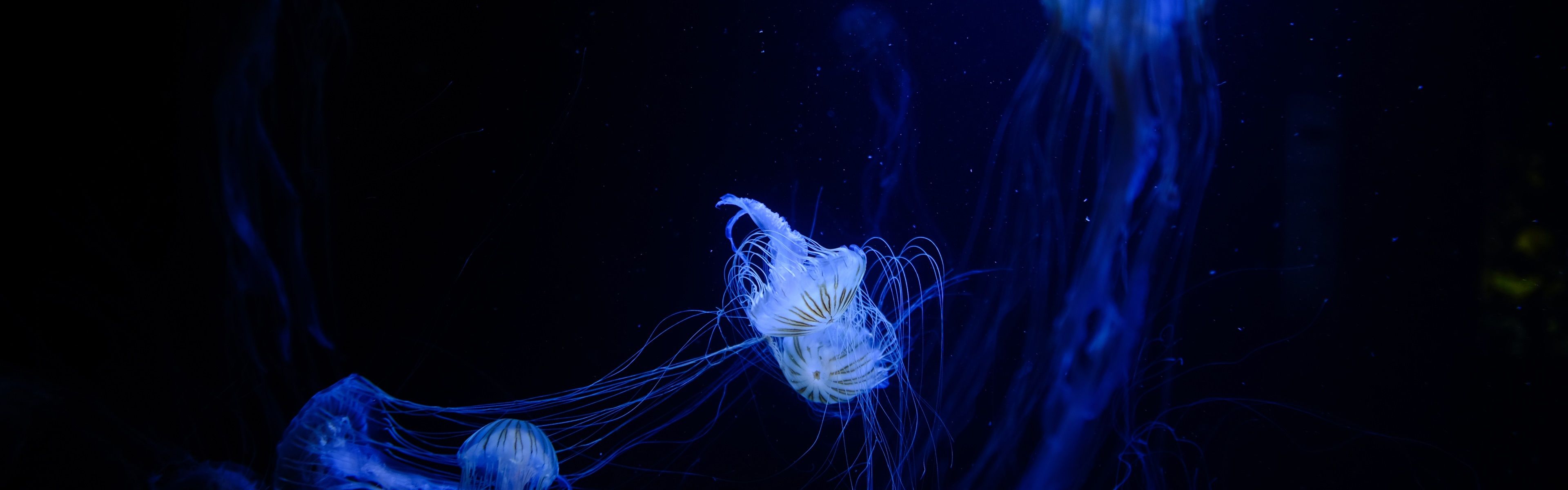 3840x1200 Wallpaper Jellyfish, tentacles, underwater 3840x2160 UHD 4K Picture, Image