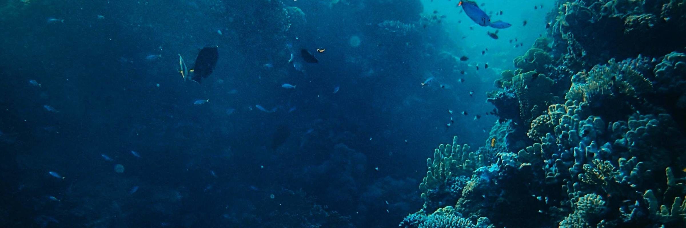 2400x800 InMocean. Terms of Use