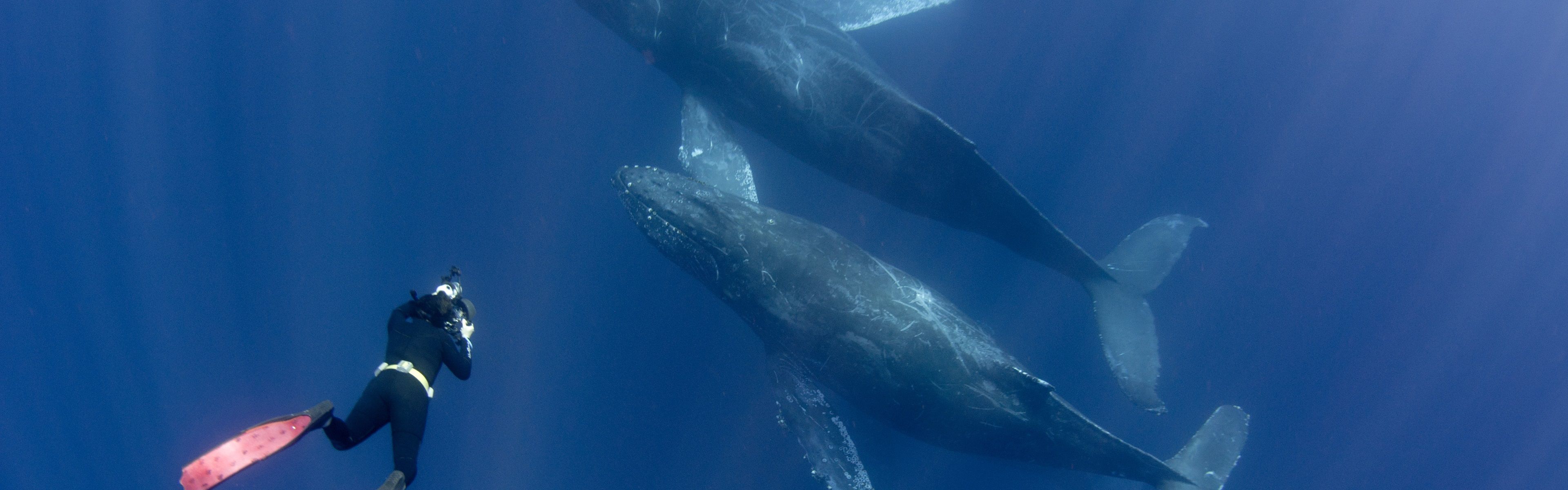 3840x1200 Wallpaper Diver and whales, underwater 3840x2160 UHD 4K Picture, Image