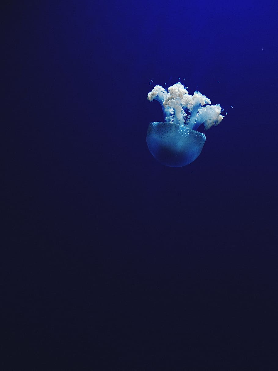 910x1213 HD wallpaper: sea, ocean, water, blue, jellyfish, aquatic, underwater, sea life