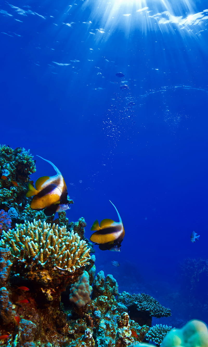 800x1333 Underwater, coral, fish, ocean, undersea, HD phone wallpaper