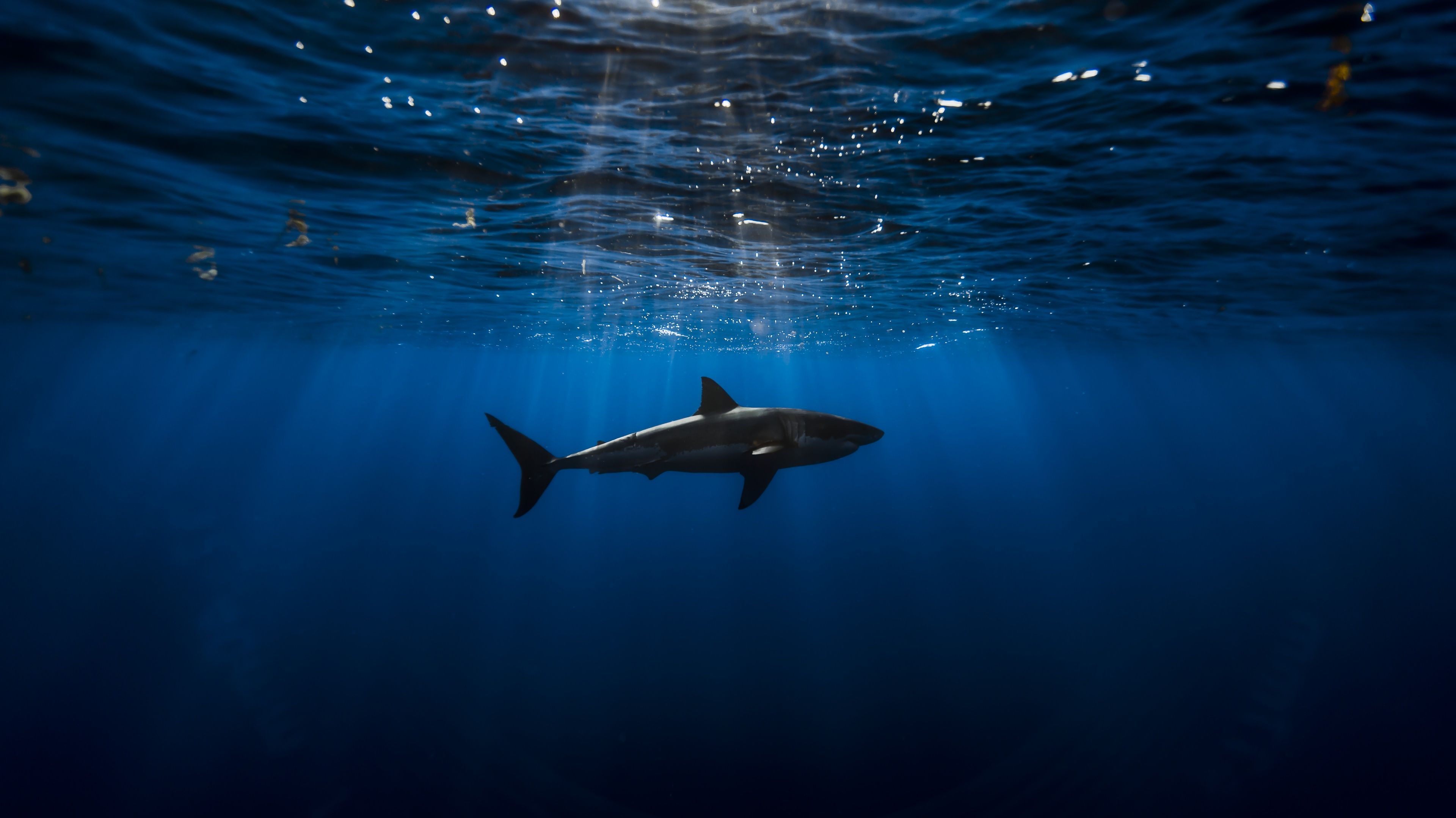 3840x2160 Great white shark Wallpaper 4K, Underwater, Blue Ocean, Sea Life