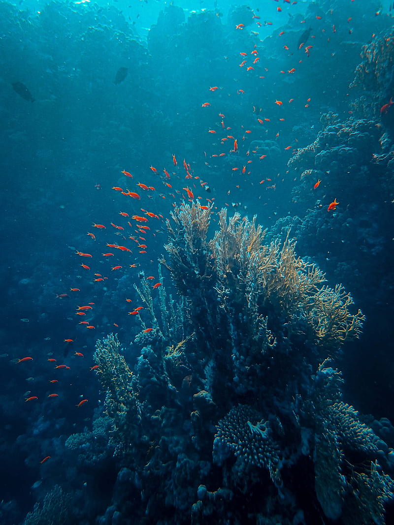 800x1067 Sea, fish, corals, depth, underwater, HD phone wallpaper