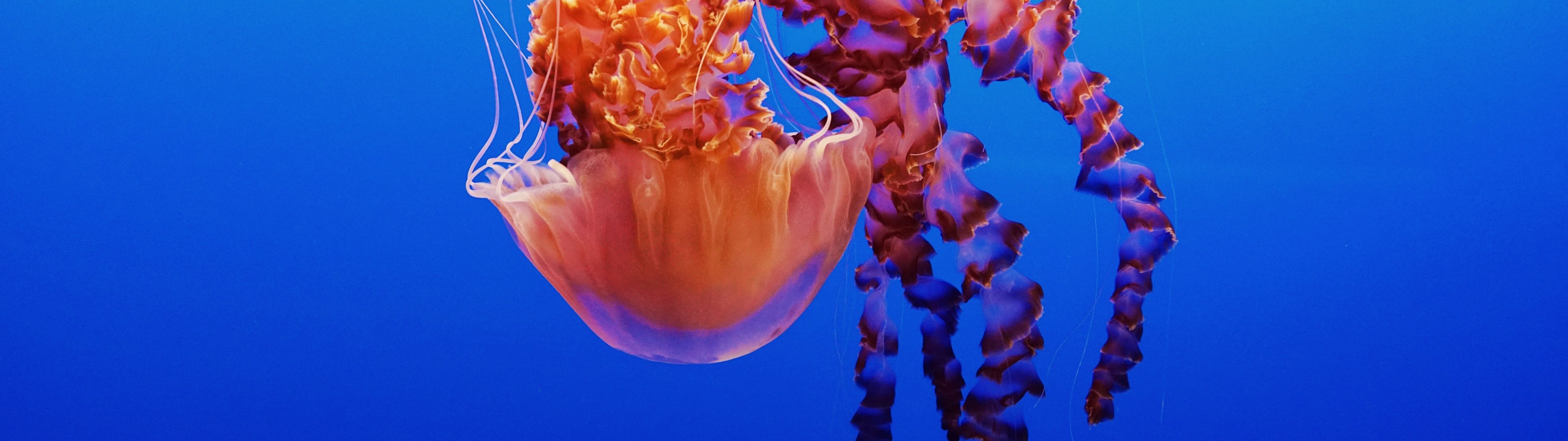 3840x1080 Jellyfish Wallpaper 4K, Monterey Bay Aquarium, Underwater