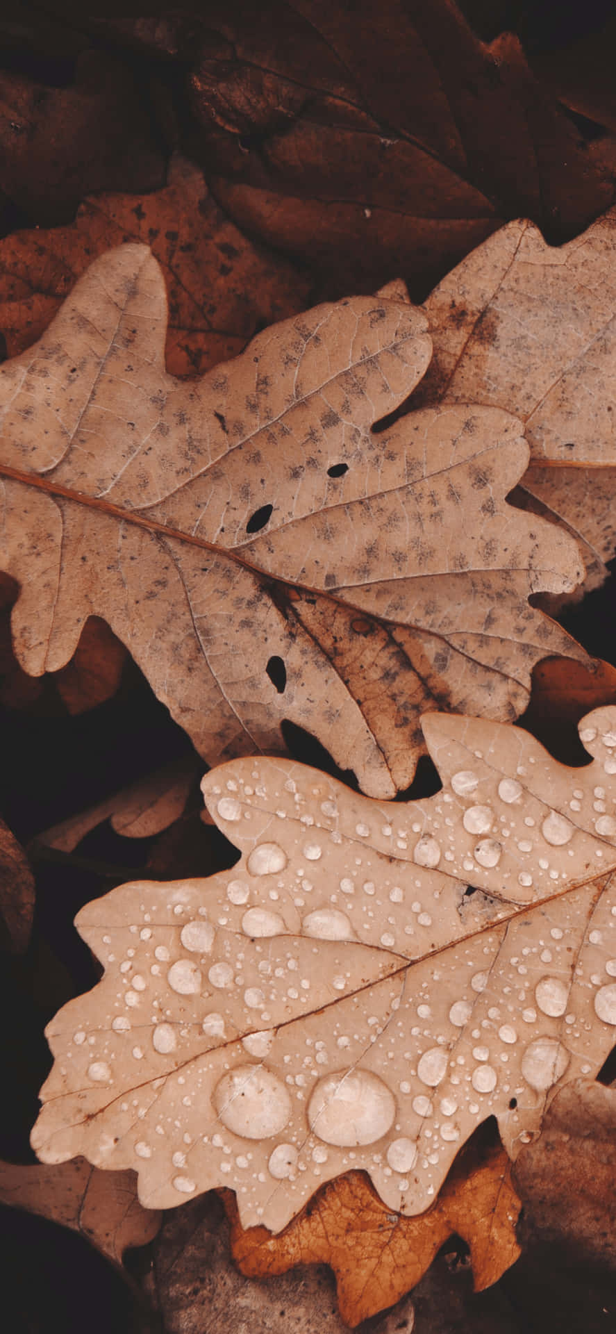887x1920 Cozy Brown Wallpaper