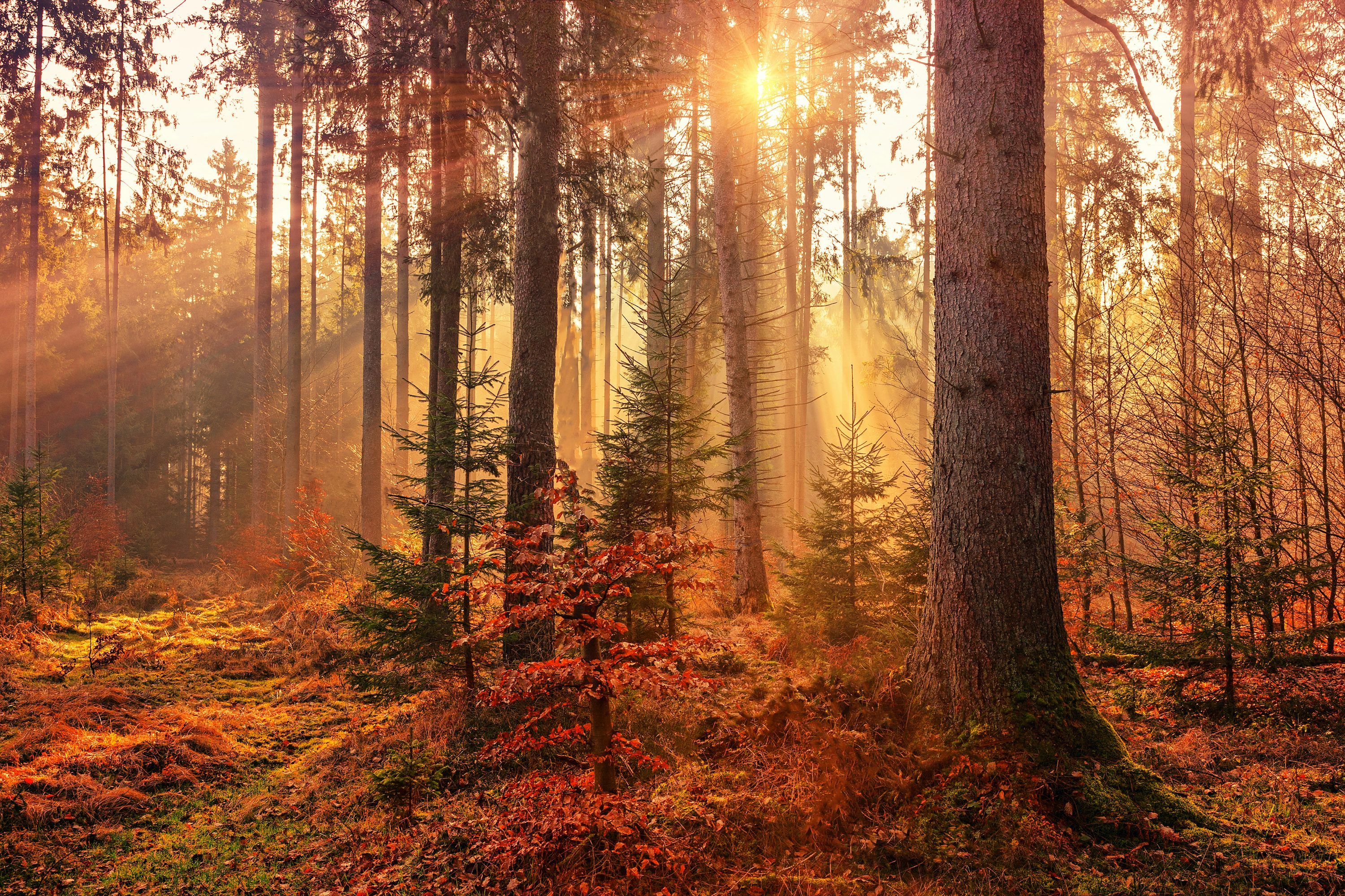 3000x2000 Cozy Wallpaper 4K & HD Downloads